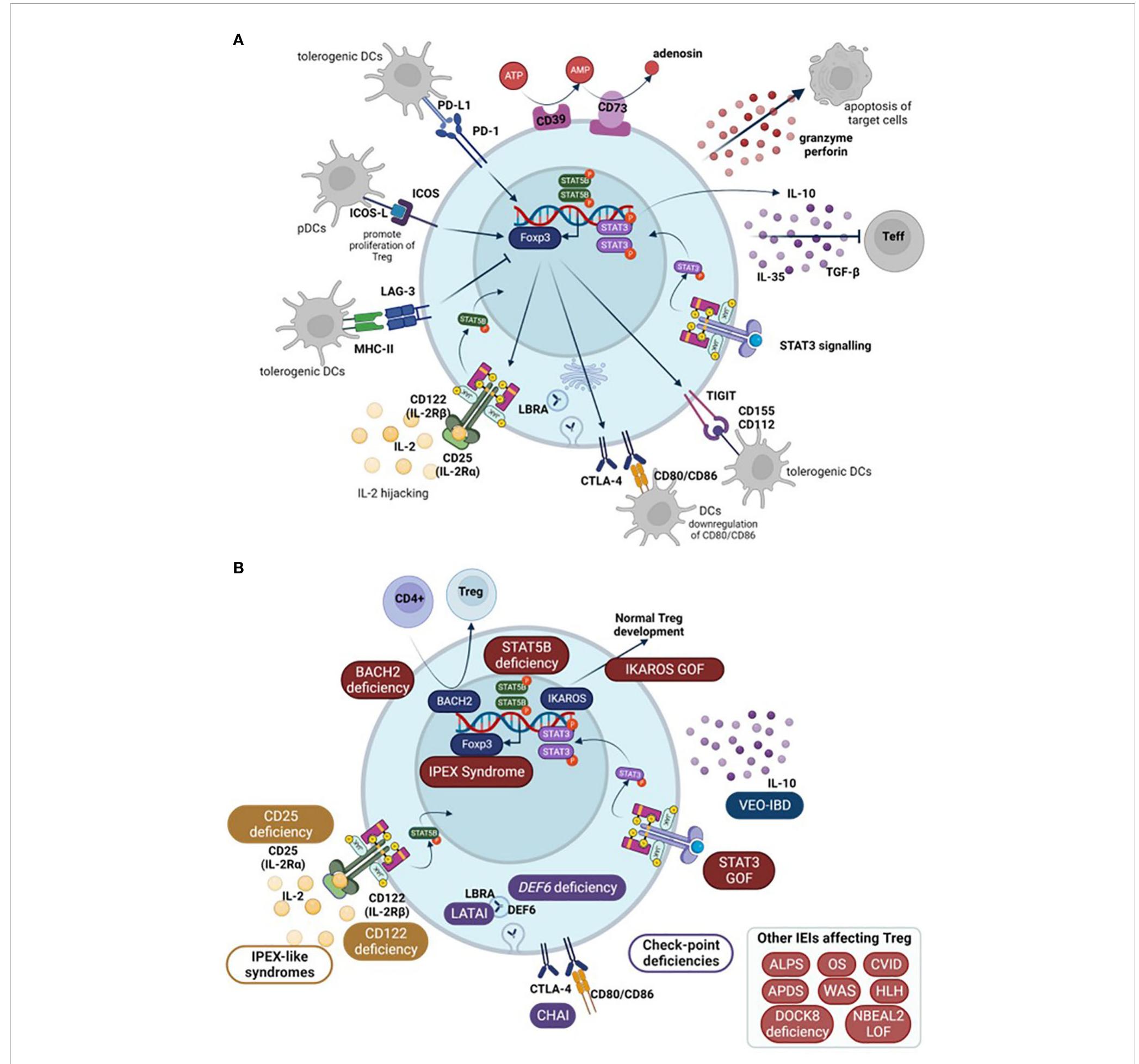 (PDF) Treg in inborn errors of immunity: gaps, knowns and future ...