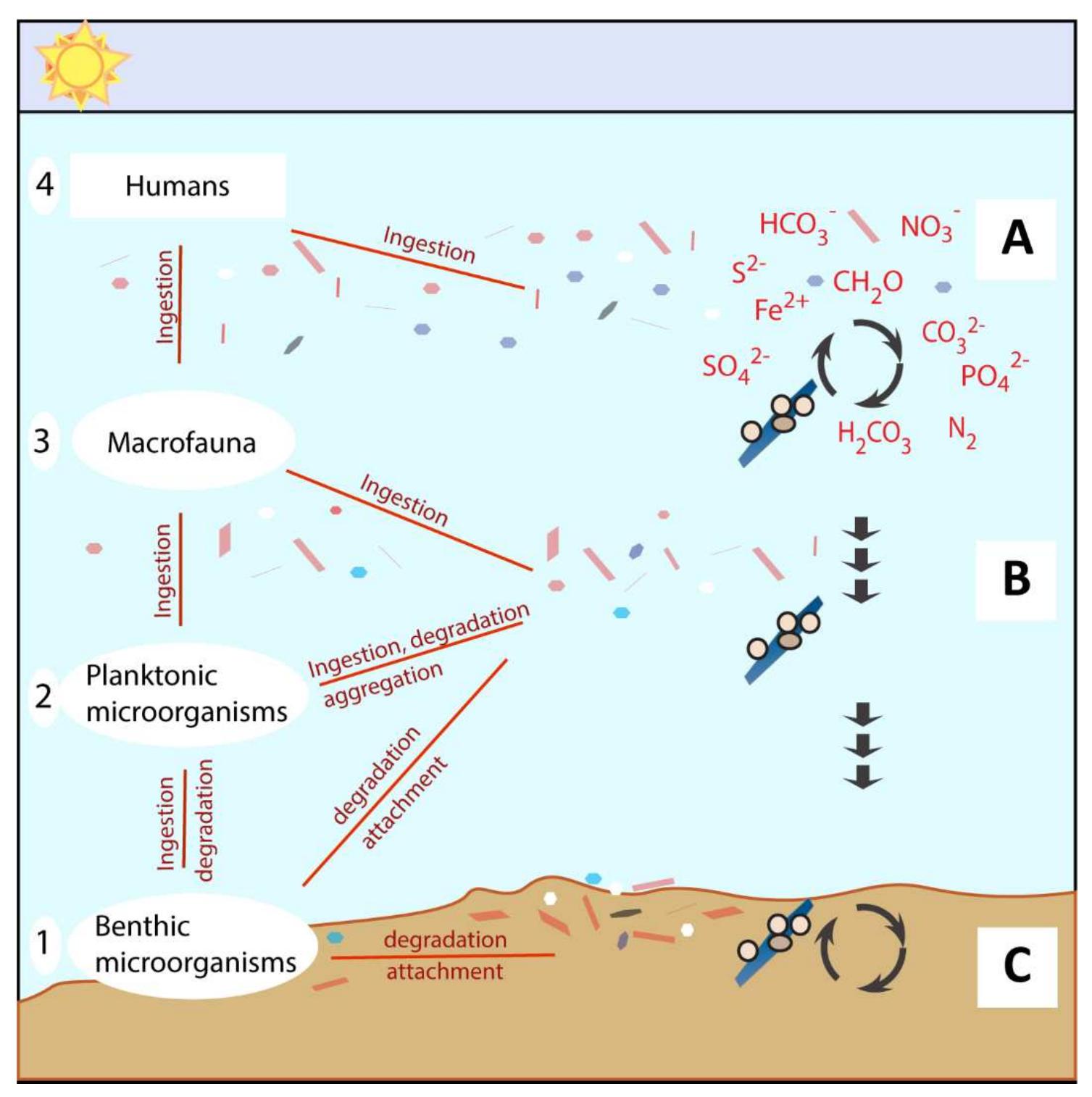 (PDF) Micro-by-Micro Interactions: How Microorganisms Influence the ...