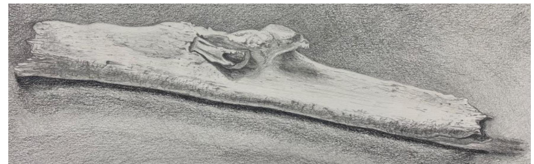 Figure 1. Technical drawing of wounded warrior’s left ulnar diaphyseal component (manuscript in preparation) showing the embedded trilobed and barbed arrowhead along with evidence of osteo-reparative process with ossification of tendino-muscular fibers of M. flexor digitorum profundus (© Agelarakis-Arias). 