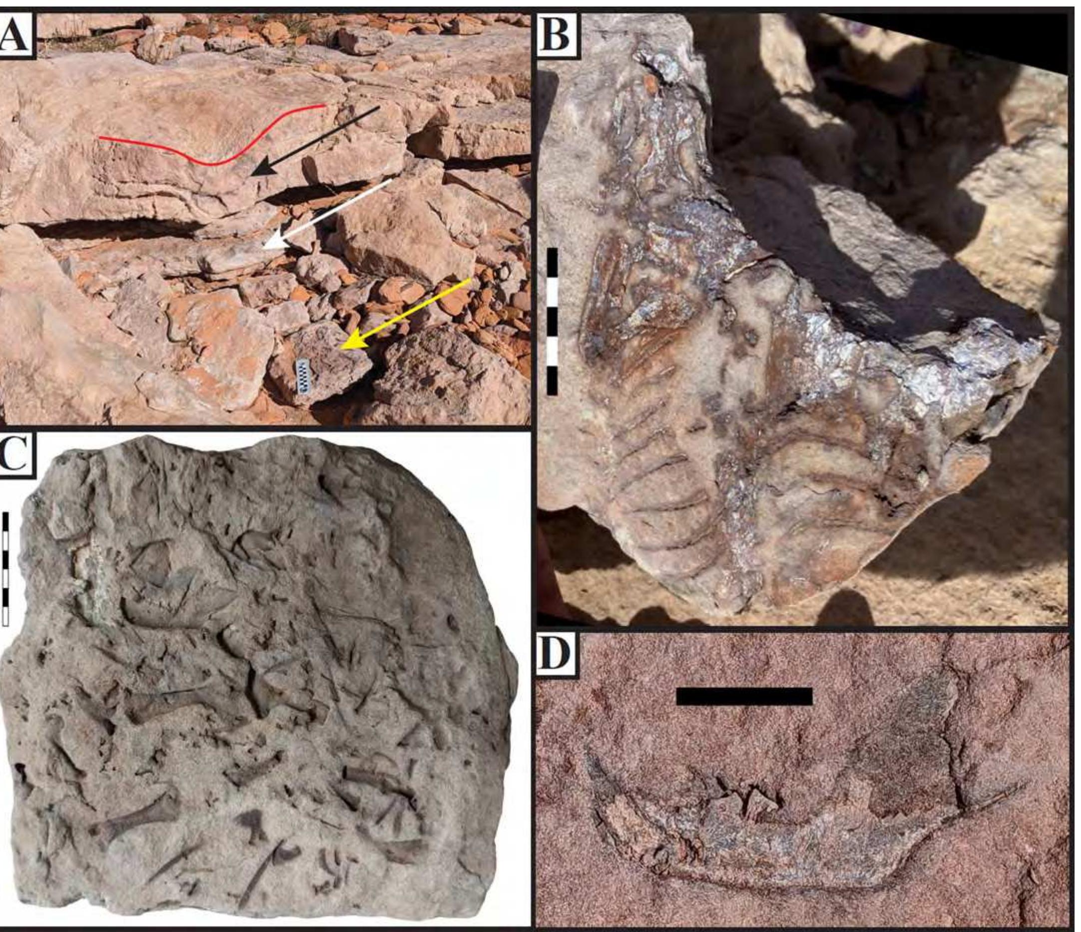 (PDF) FOLLOWING IN THE FOOTSTEPS OF DR. MARTIN G. LOCKLEY: ANOTHER 10 ...