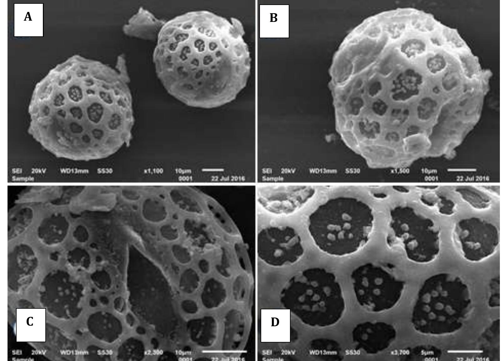 (PDF) A Scanning Electron Microscopy Study of Pollen Grains