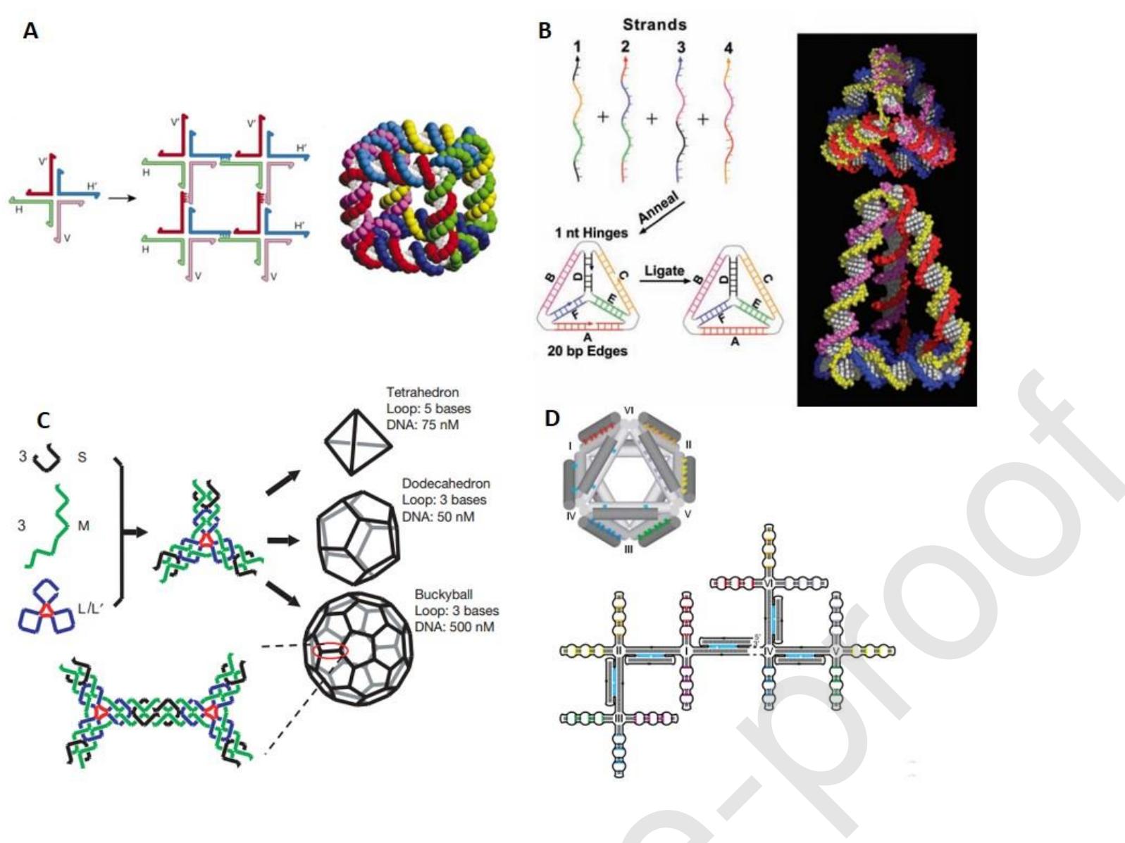 Seeman Dna (PDF) Dynamic DNA nanostructures in biomedicine: Beauty, utility and limits