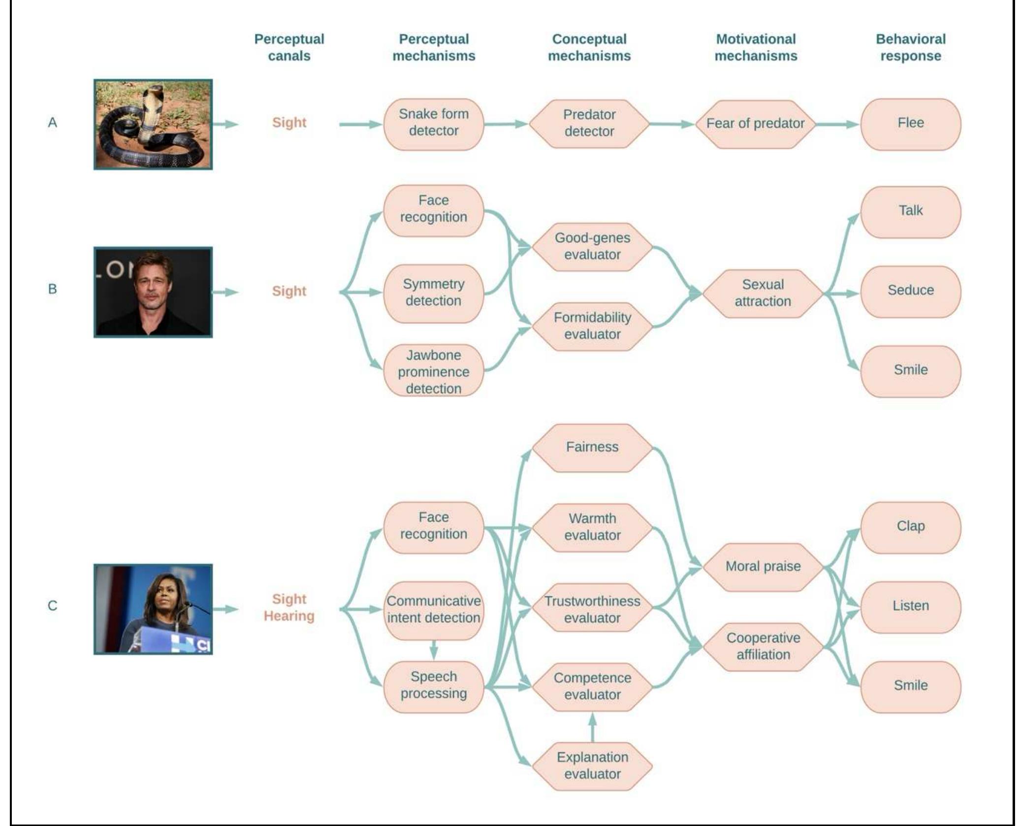 Snake Schema . a. simplified schema of the cognitive mechanisms activated