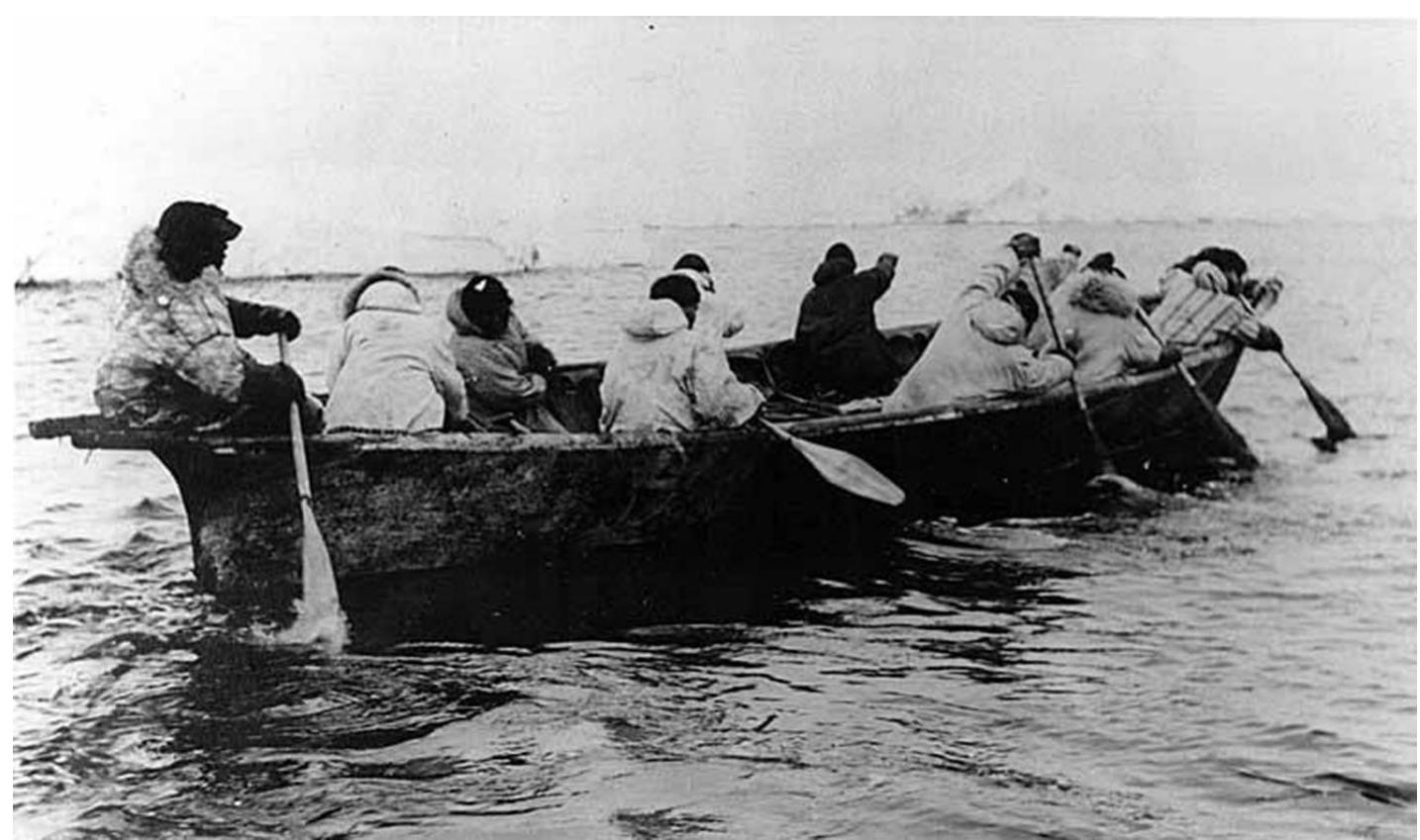 Fig. 3 Photo of Umiak skin boat being paddled by Kingikmiut whale hunters in the Cape of Prince Wales, Bering Strait, between 1901 and 1906. Photo by Susan R. Bernardi. Public domain image from Wikimedia Commons 