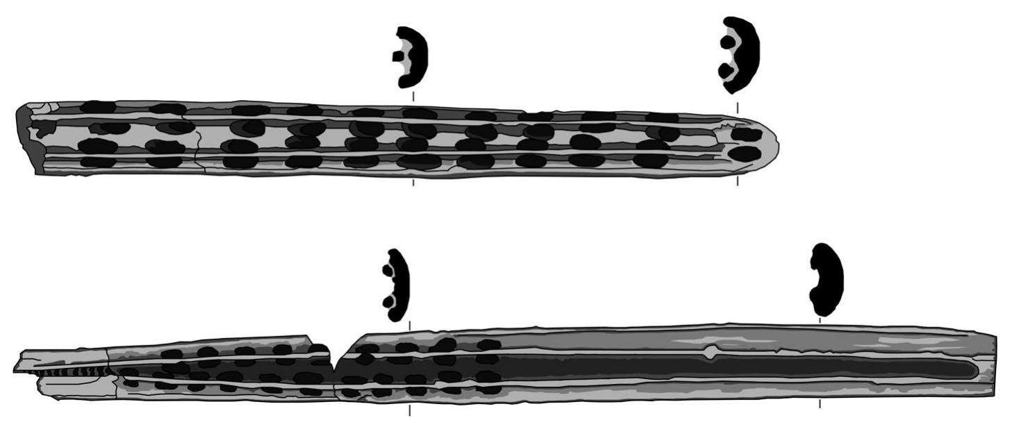 Fig.5 Two possible skin boat frame fragments from Ragunda (top) and Savholm (bottom). Note the rounded bottoms. The Ragunda find is carbon dated to between 3634 and 2914 BCE. Re-drawn by Christian Horn based on Berg (1934) and Jansson (2004) 