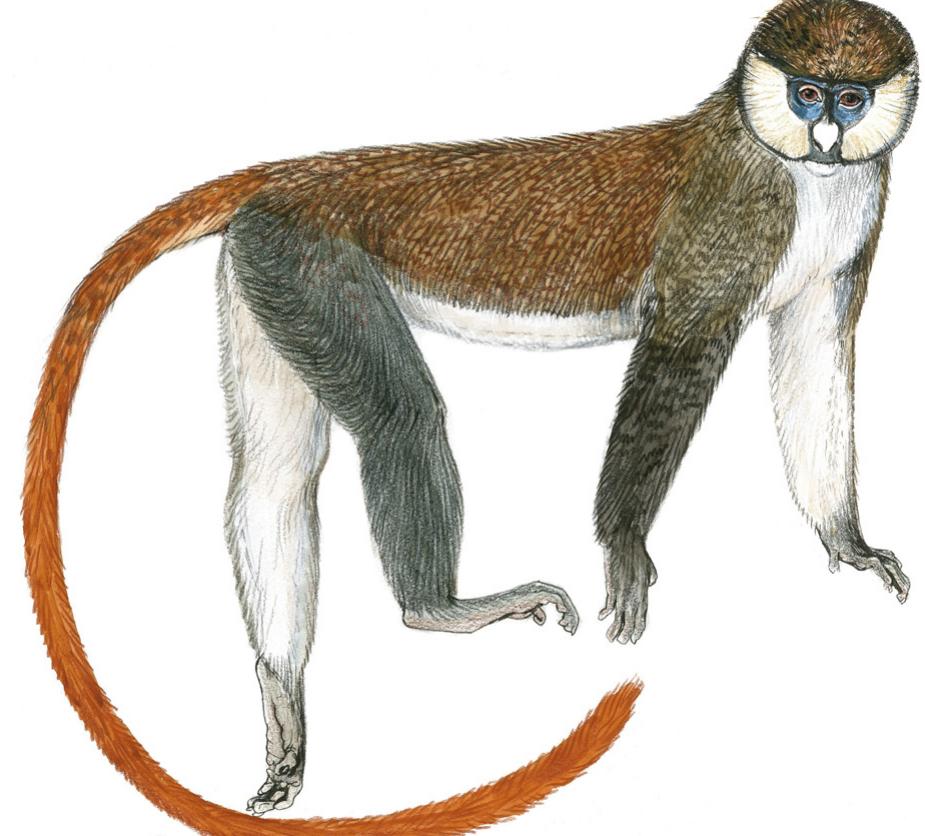 Cercopithecinae Examples (PDF) Nutritional and Energetic Correlates of Cheek Pouch Use in ...