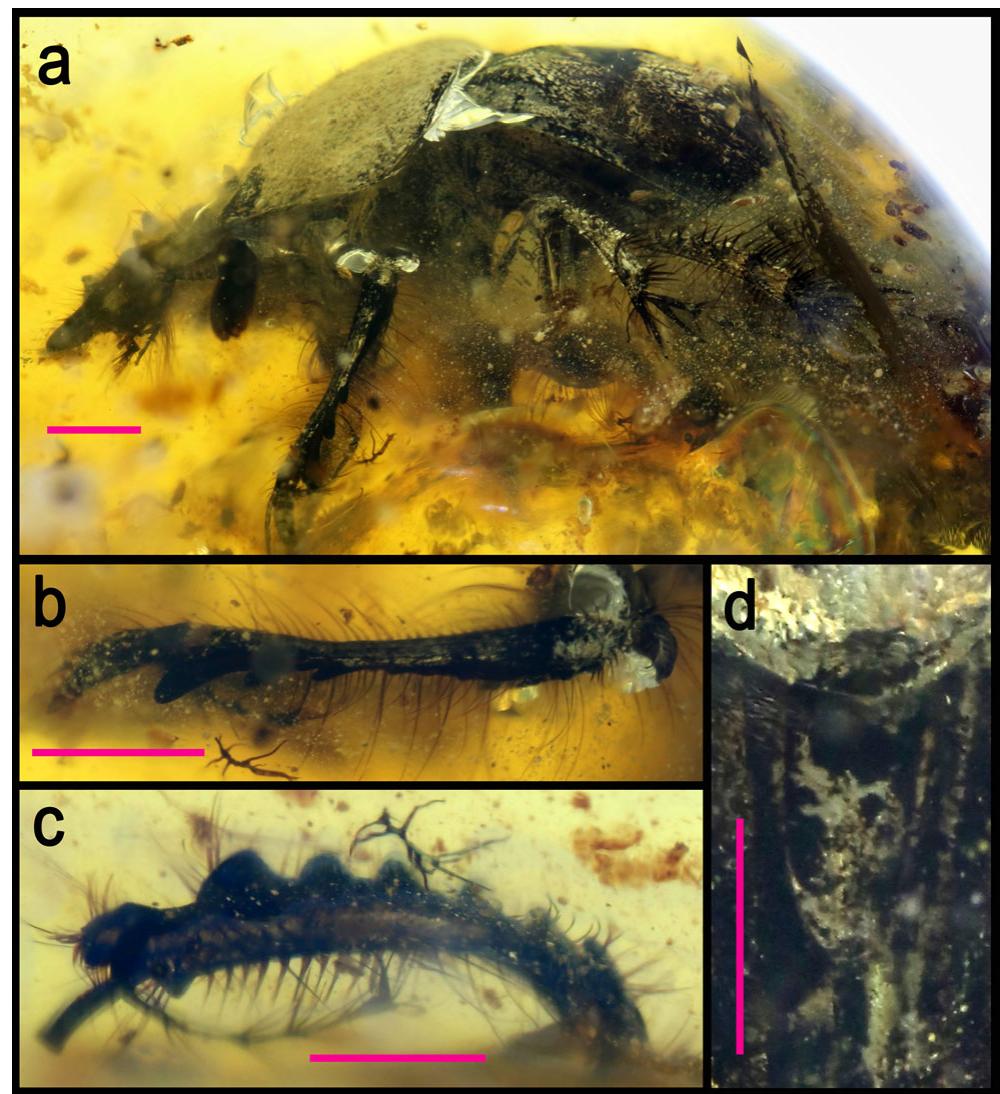 (PDF) The first fossil Athyreini beetle (Coleoptera: Geotrupidae)