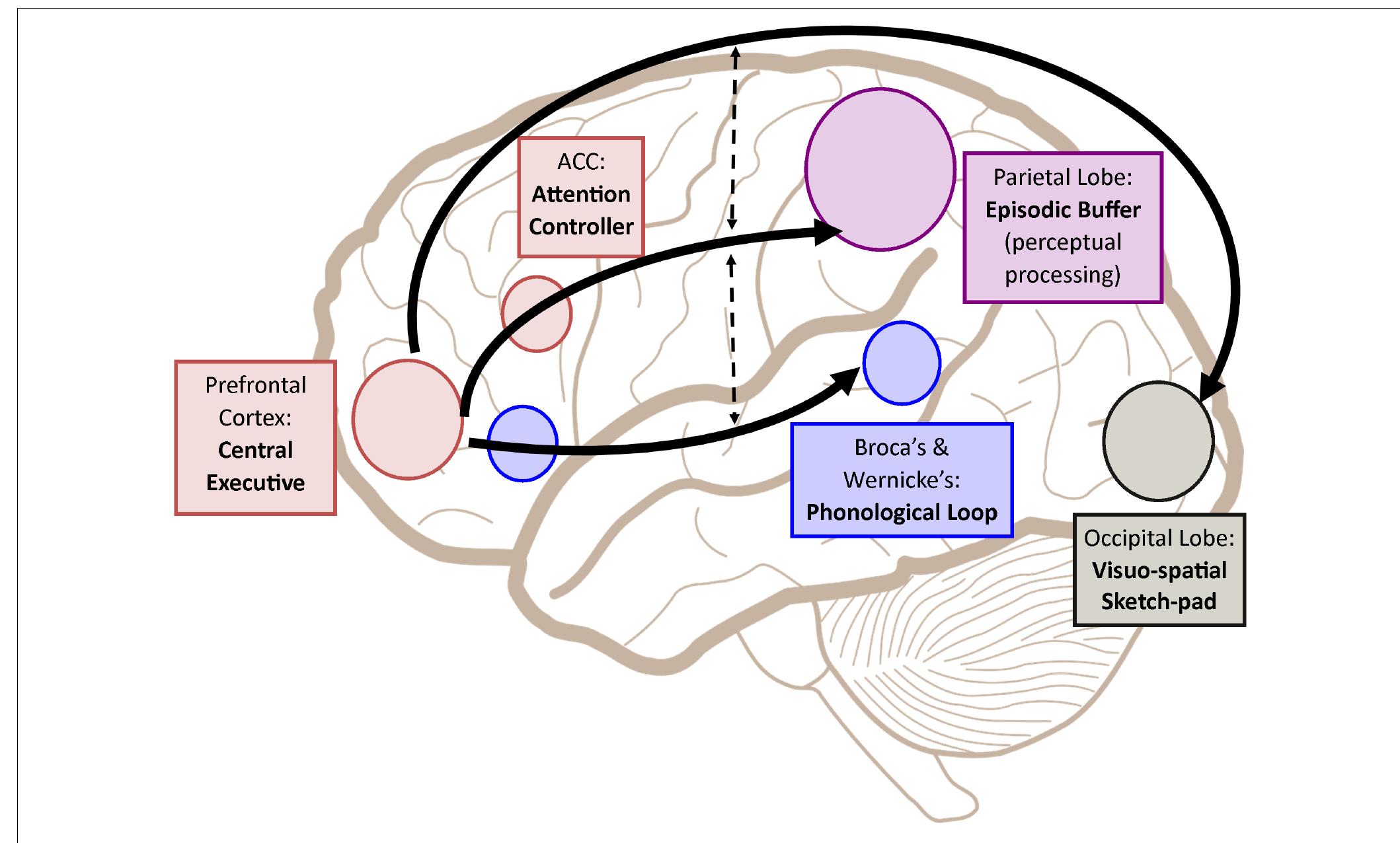 Working Memory Aut (PDF) Working Memory From the Psychological and Neurosciences ...