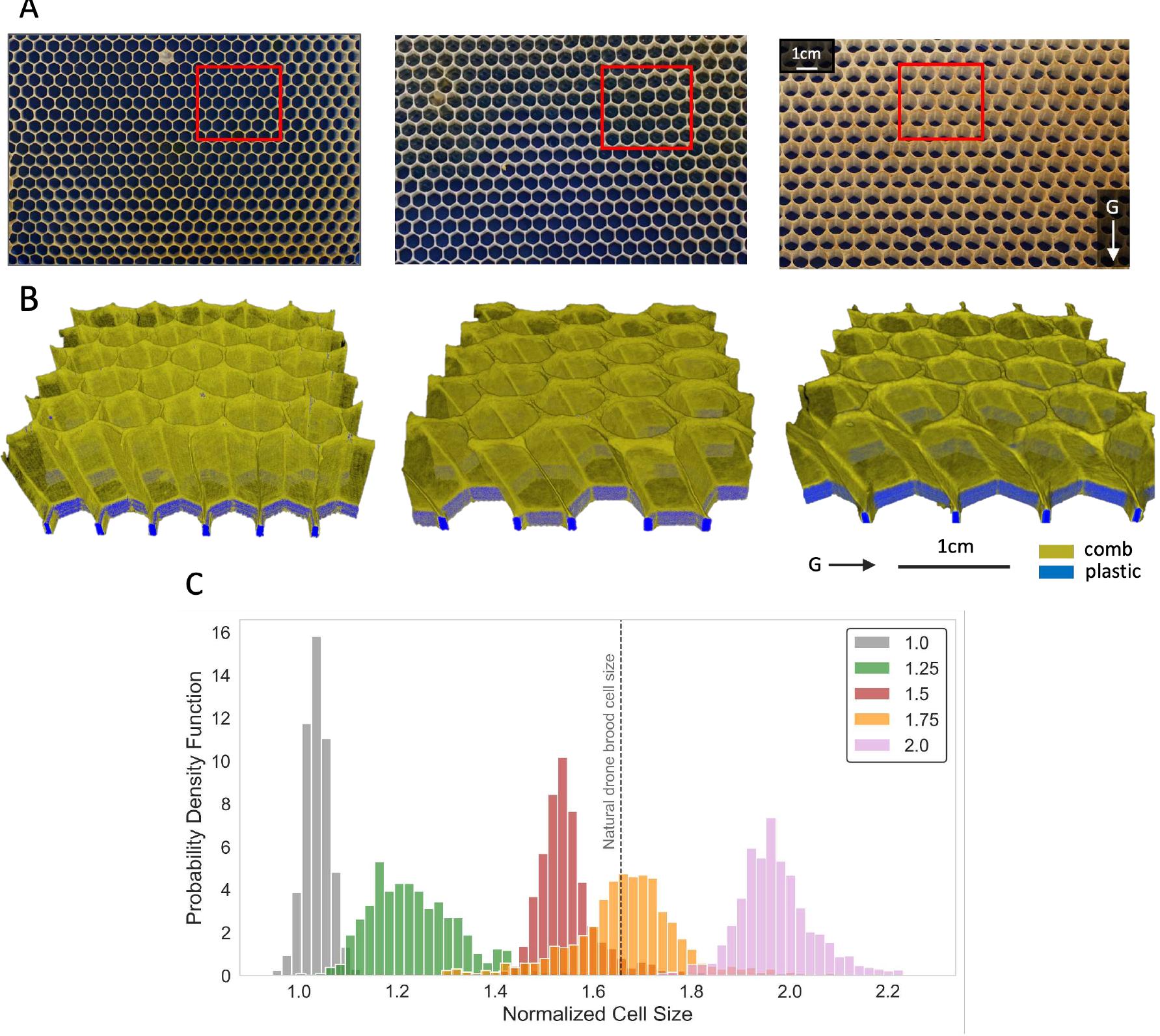 (PDF) Adaptive Cell Size, Merging, Tilting, and Layering in Honeybee ...