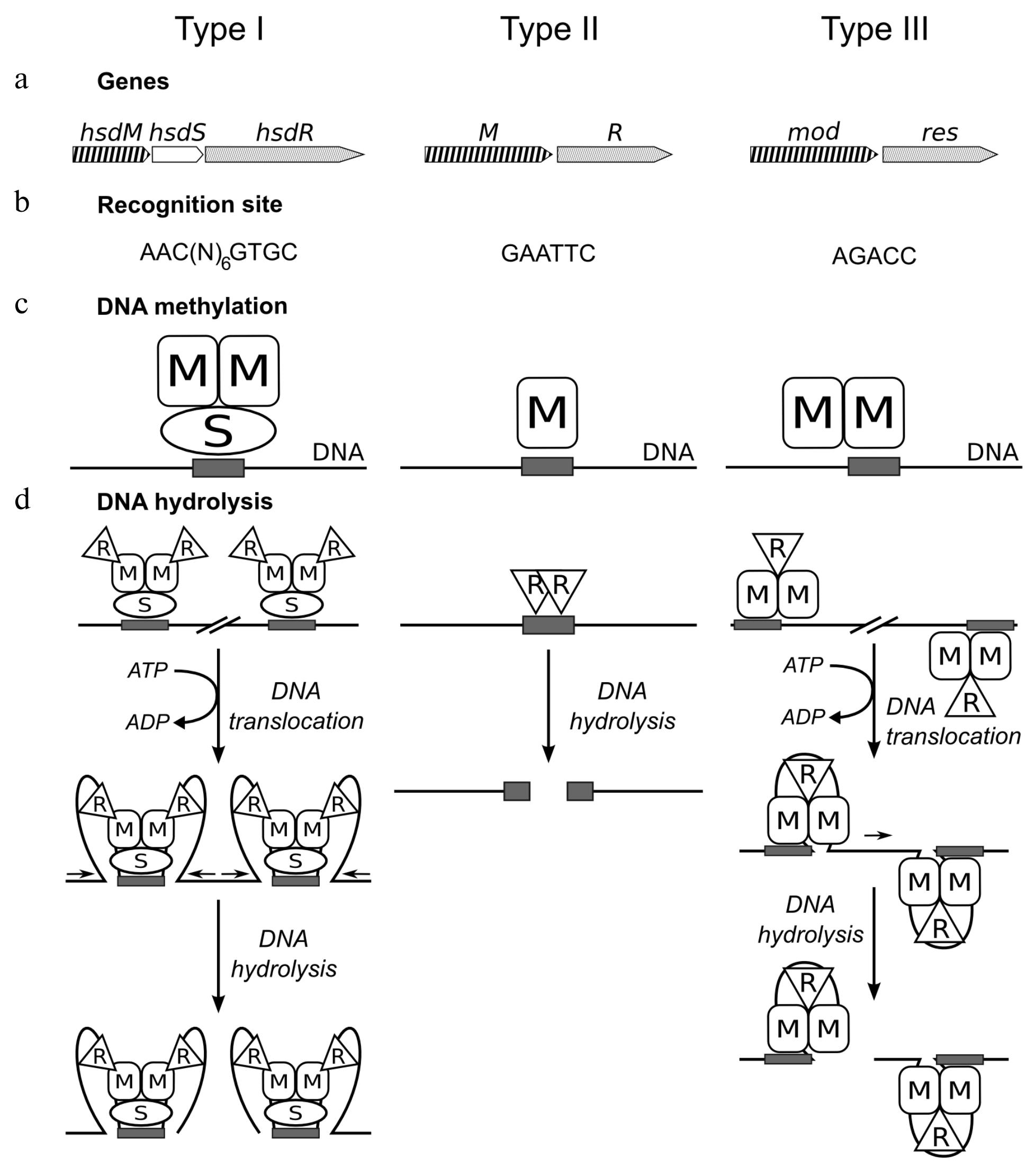(PDF) Role of restriction-modification systems in prokaryotic evolution ...