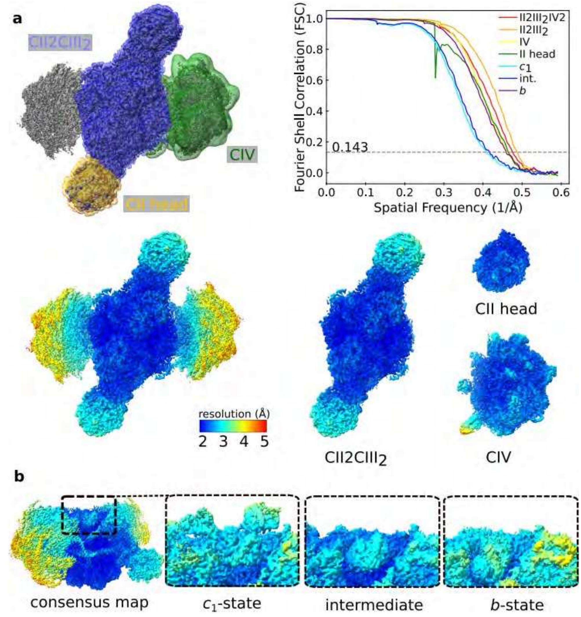 Shell Consensus (PDF) Structure of the II2-III2-IV2 mitochondrial supercomplex from the ...