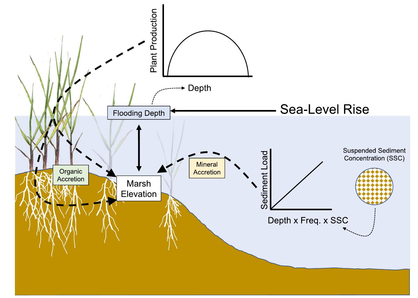 (PDF) How Plants Influence Resilience of Salt Marsh and Mangrove ...