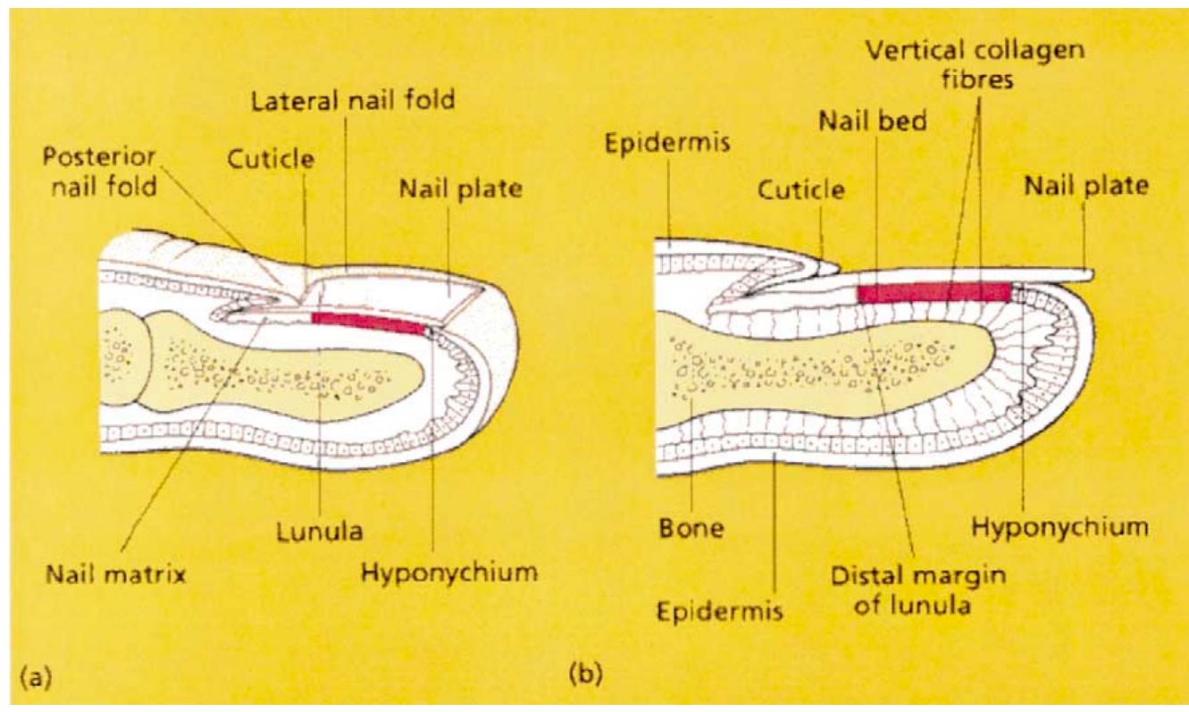Cortexed Nail Figure 1 - from Drug delivery to the nail following topical