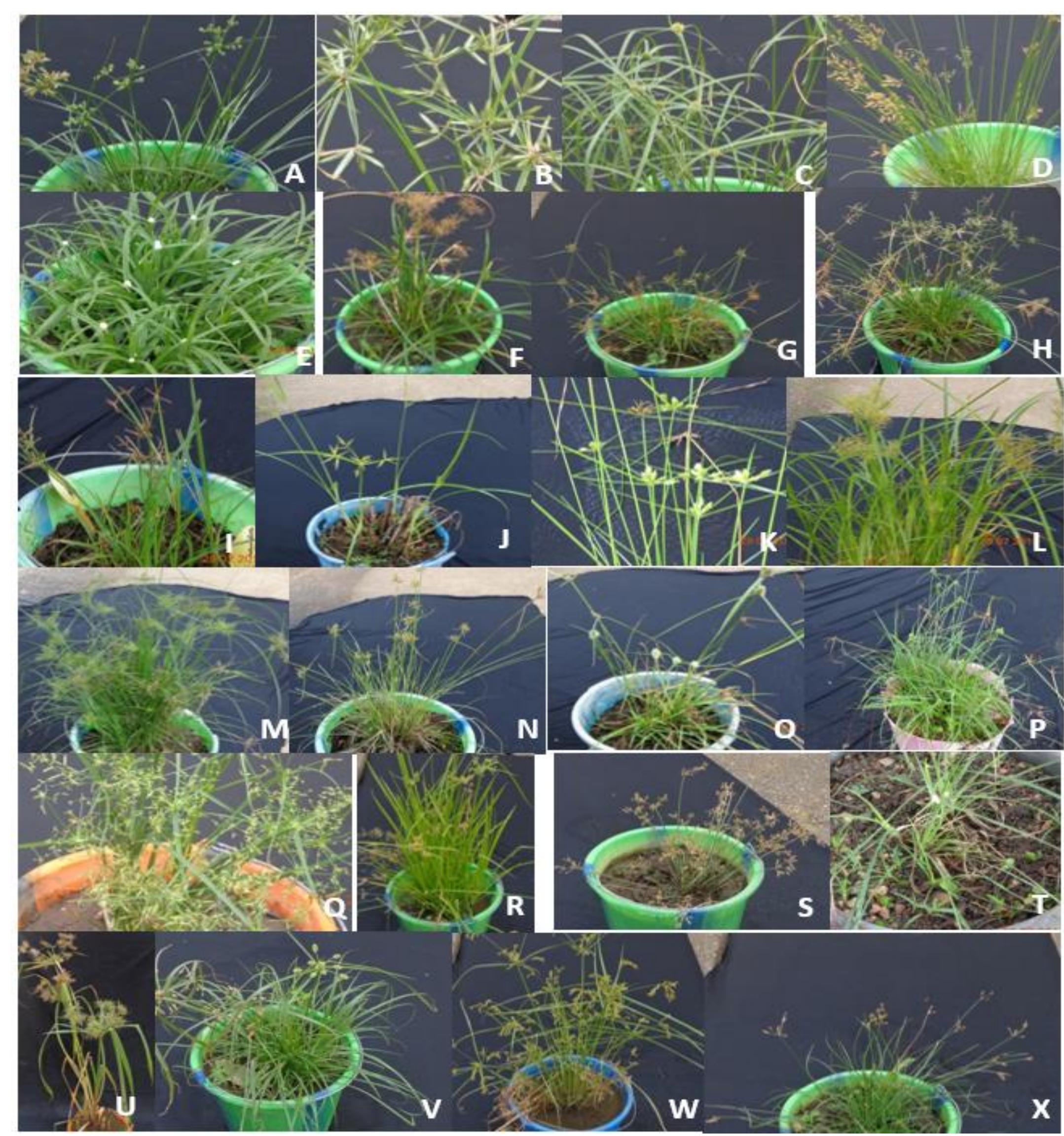(PDF) Morphology and phytochemical diversity among some species in the ...