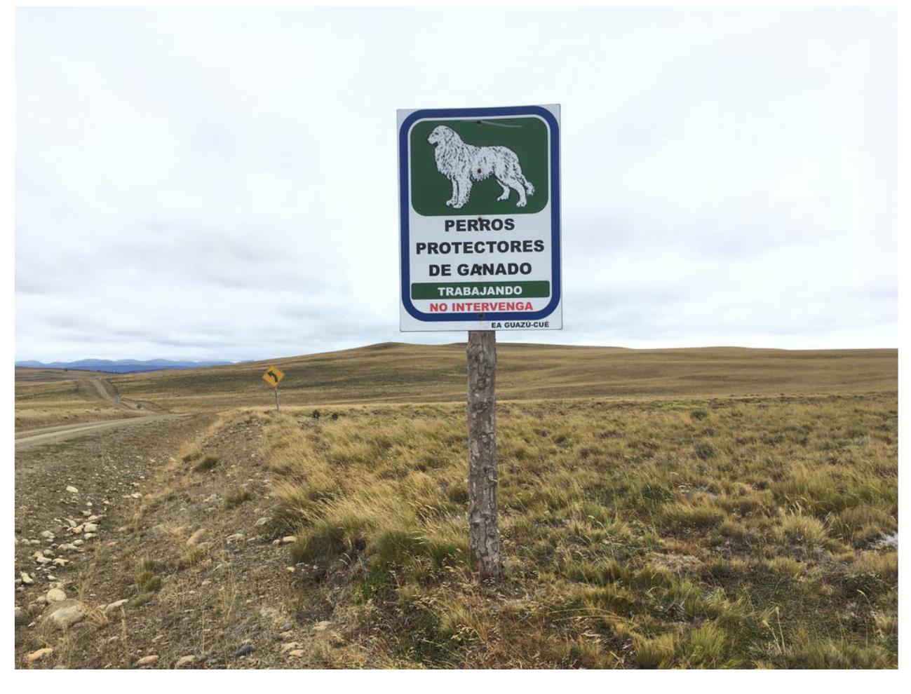 Predators Dog Sign (PDF) The domestic, the wild and its interstices: what can a dog do in ...