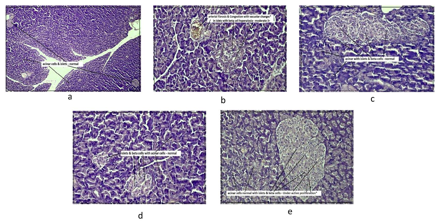 3.7.1 effect of algal oil in histopathology of pancreas fig
