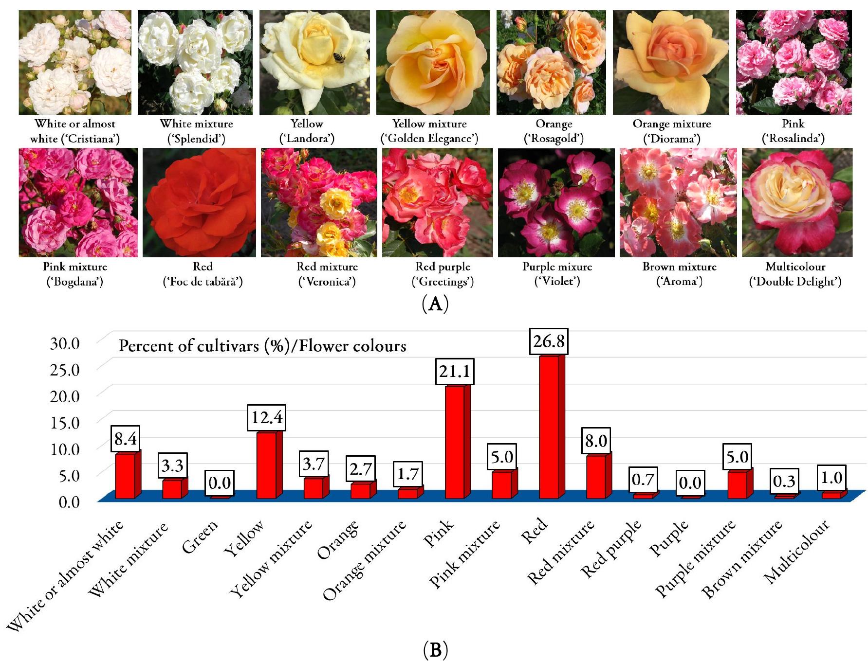 Rose Classification Figure 6 - from The use of genetic resources in rose