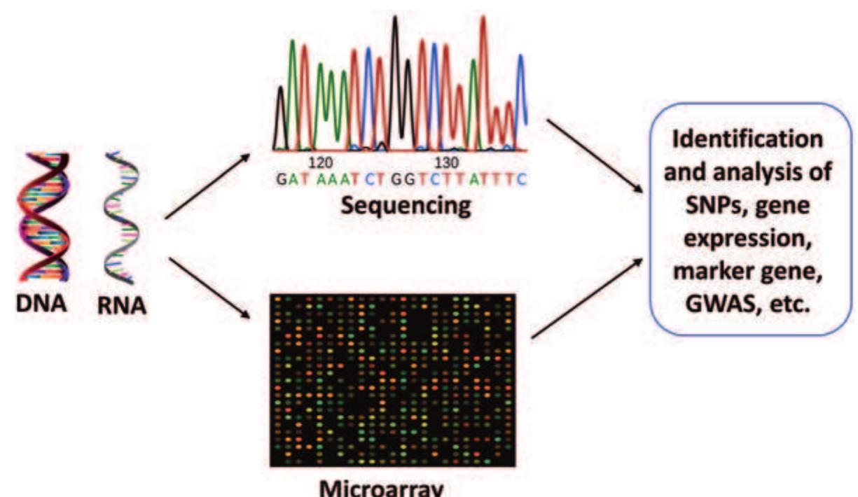 PDF) Evolution of Transgenic Technology: From Random Transgenesis