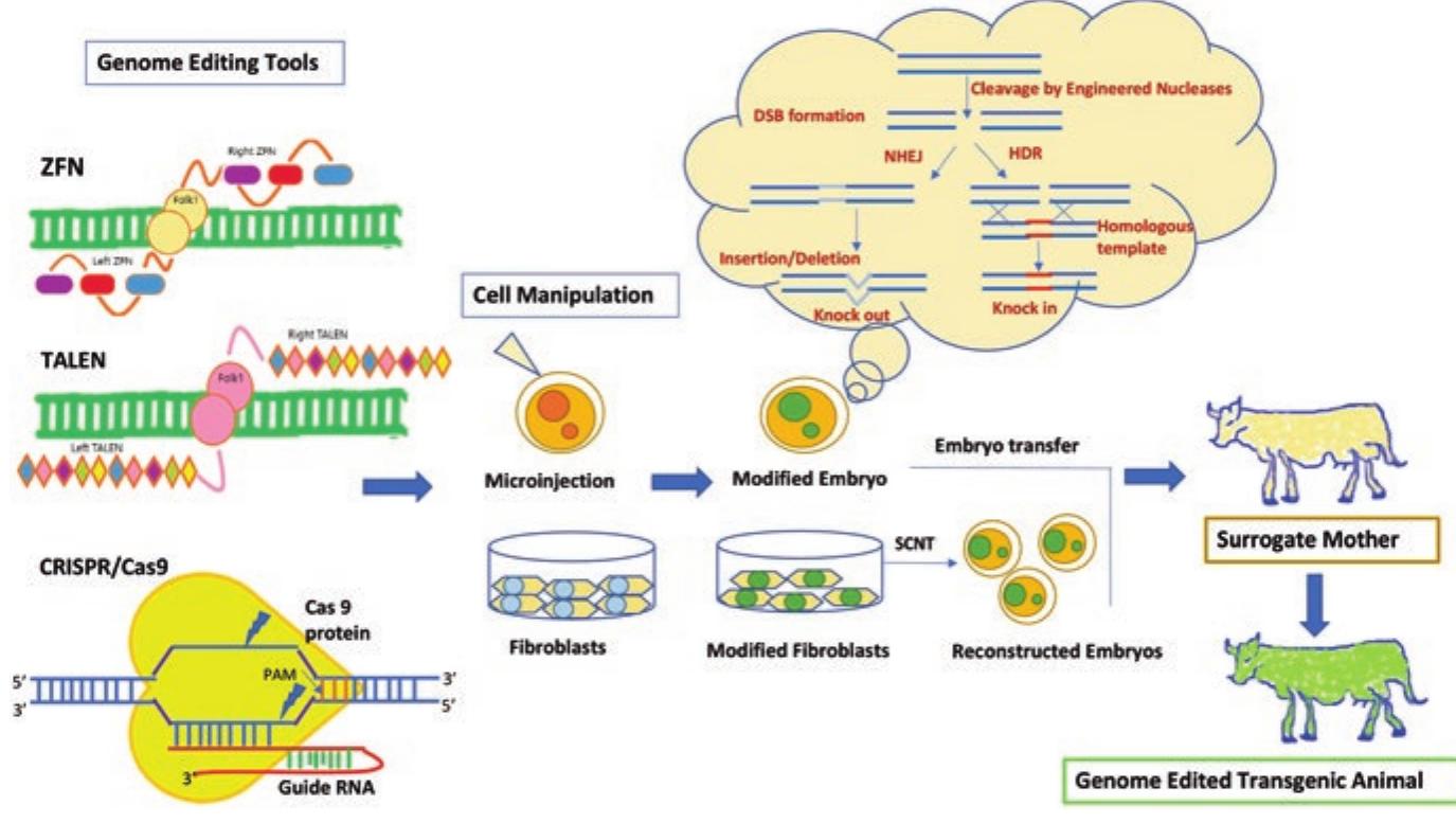 PDF) Evolution of Transgenic Technology: From Random Transgenesis