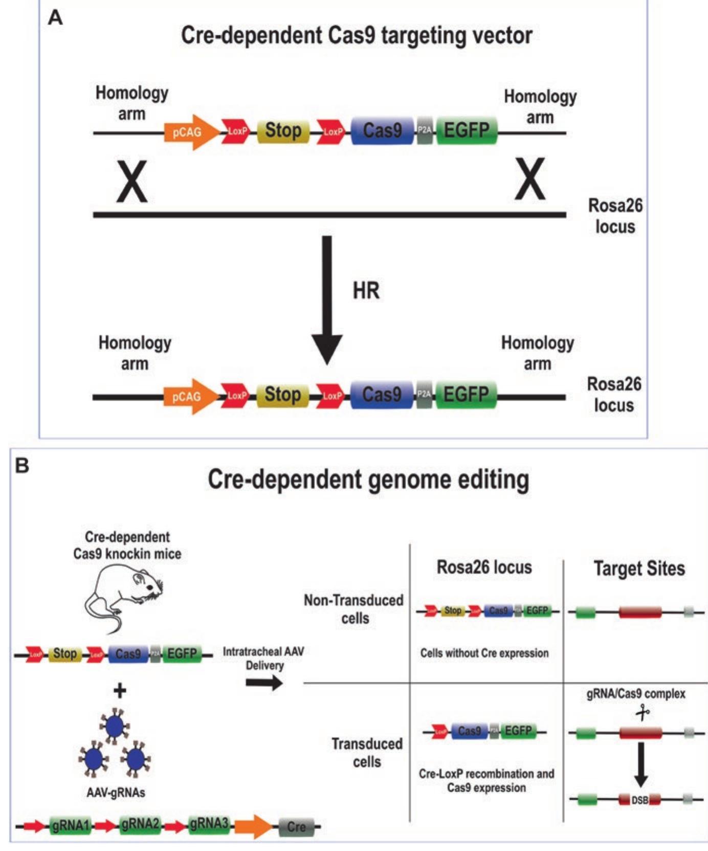 PDF) Evolution of Transgenic Technology: From Random Transgenesis