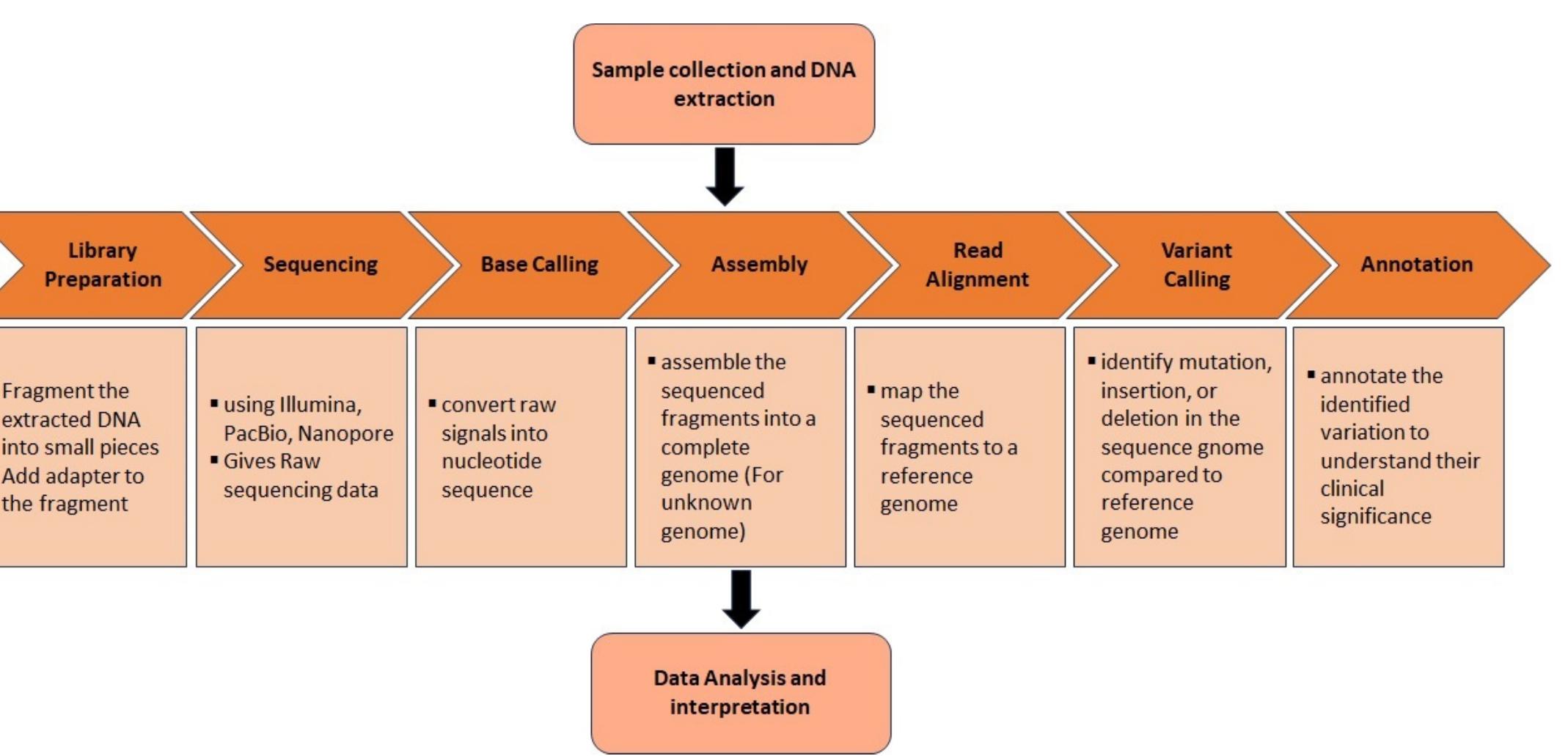 Visual Genome Flowchart A simplified flowchart depicting the streamlined pathways