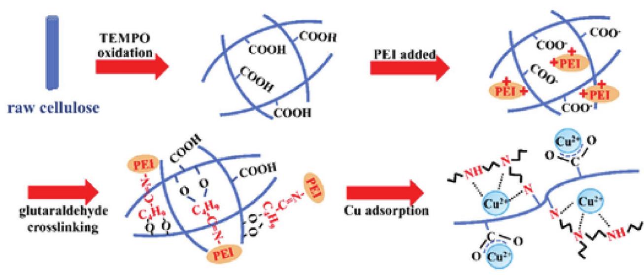 Schematic illustration of tempo oxidation of cellulose with