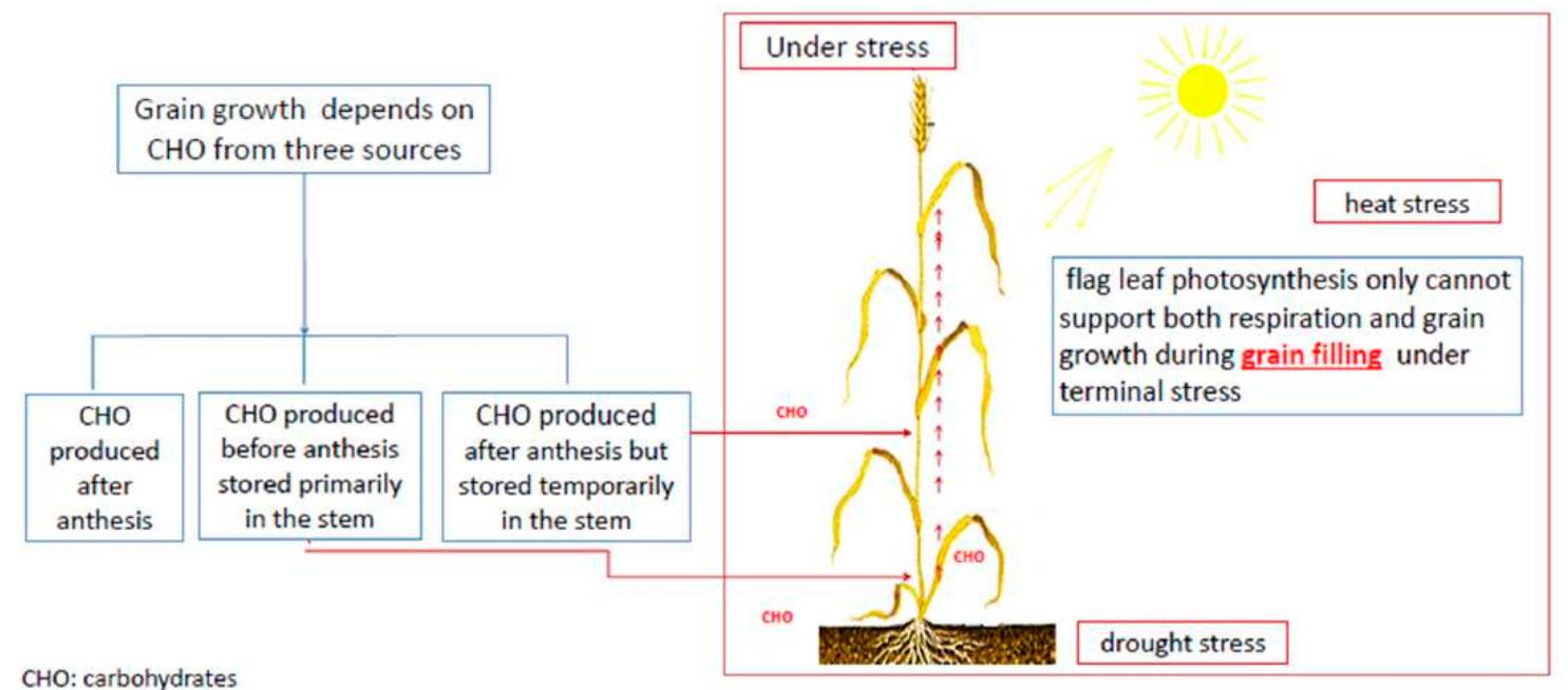 (PDF) Drought Stress Tolerance in Wheat and Barley: Advances in ...