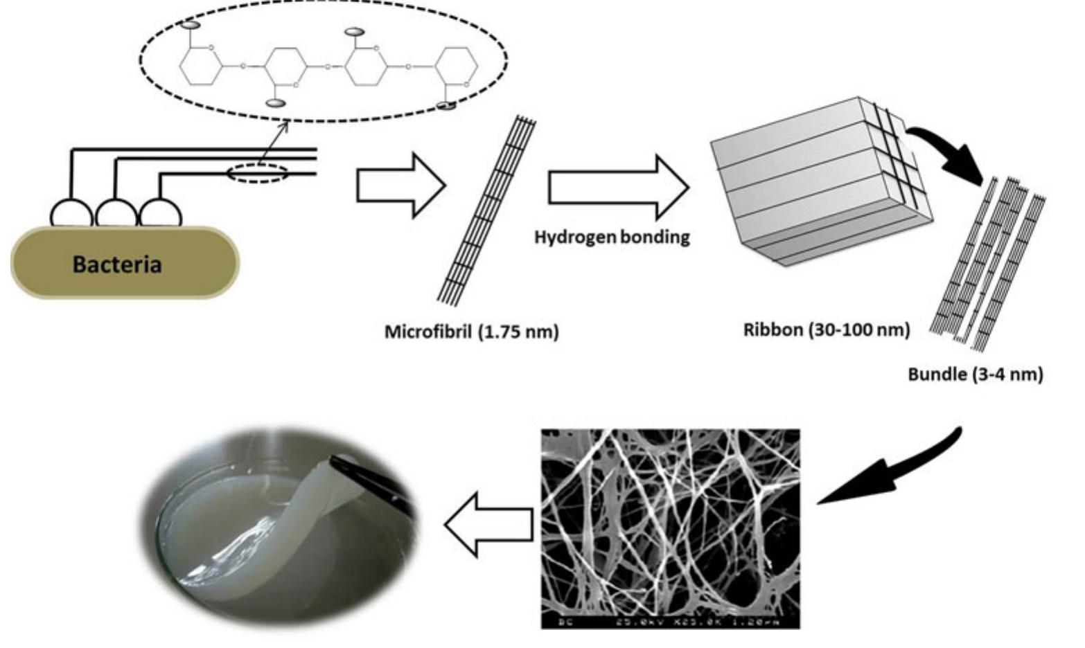 Fiber Helically Wrapped Cellulose fiber has a fibrillar structure composed of a