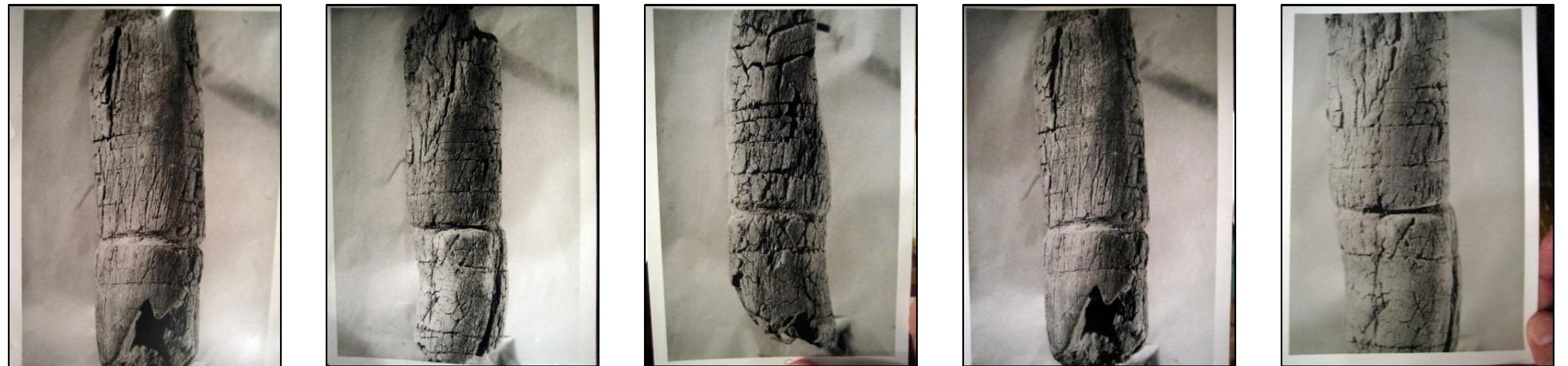 Figure 26. Five images of a tally stick recovered from the general location where the SPR were discovered. These images were included in Scott Wolter’s digital archive containing his SPR research; original sourced by Wolter from MSM. The images, left to right, are referenced as IMG_3220 through IMG_3225.  In 2006/07, Scott Wolter imaged printed photographs of the SP5 artifact from the archives at the MSM. Wolter only imaged the front side of the photographs, so it is unknown if back side contained written or stamped information. Wolter filed his photographs into a folder titled “Spirit Pond Rune Stick.” Haugen stated in his Man in the Northeast article that | examined the SP5 artifact under a reading glass and by using “enlarged photographs furnished by the Peabody Museum.” 