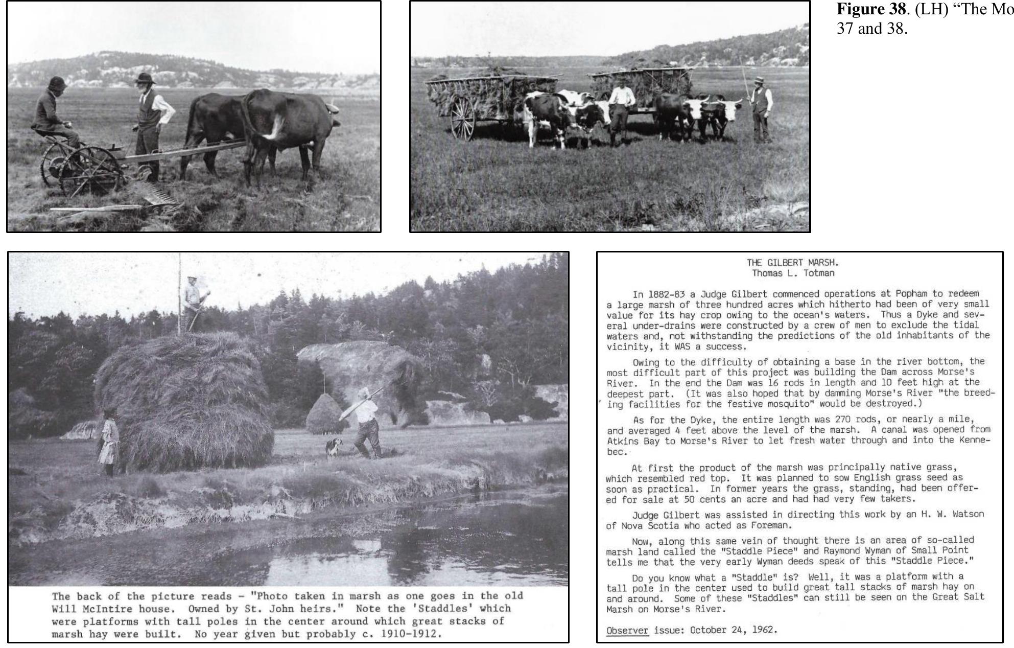 The 1607/08 Popham Colony (August 13, 1607), the site of Fort St. George,” was the third English Colony in the continental United States, following the Roanoke Colony (1585) anc Jamestown (May 4, 1607). Surviving accounts of the Popham Colony do not mention the transport of cattle onboard the initial two ships that made landfall at the mouth of the Kennebec August 1607. In contrast, surviving accounts of the Jamestown colony do mention cattle and the importance they were to the colonization effort.  Despite the absence of documentation attesting that the Plymouth Company transported cattle to its colony in Northern Virginia, it is highly probable that they did so. Immediately adjacent to Fort St. George, outside the southeastern gate, was a marsh containing salt hay.  There are two Icelandic sagas, both estimated to have been written sometime between 1220 and 1280, which describe explorations of Vinland in the period between 970 and 1030. TI sagas are known as Eiriks saga rauda (The Saga of Erik the Red) and Greenlendinga saga (The Saga of the Greenlanders). In the Saga of the Greenlanders several passages describe an  extended stay in Vinland. There are references to the ‘livestock of all kinds’ that Karlsefni transported to the settlement, the aggressive bull in the group, the bull bellowing when surprise by the natives, and the milk from the cows that was traded with the natives.?  Emma Sewall published her short, historical monograph The Rivers and Marshes of Small Point, Maine in 1905.' This work discussed the history of Small Point, one of the village the southern part of Phippsburg. The extended area of Small Point included the salt hay marshes on the Sprague River, the Morse River, within Atkins Bay, and Spirit Pond. Atkins Ba was named for the settler who ran his dairy farm on the isthmus of ledge land between Atkins Bay (a former outlet of the Kennebec River to the ocean) and Spirit Pond. All New Engl: salt water farms recognized the importance of the salt hay from the adjacent salt marshes — they provided the fodder for livestock (oxen, cows, goats, etc.) consumption.  Chapter 7 