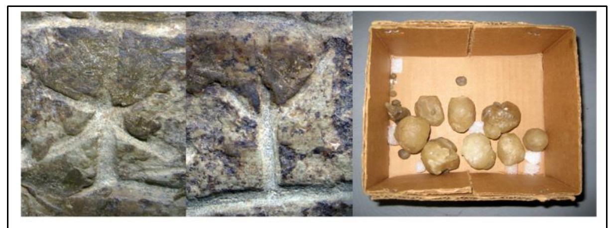 A greenish-gray colored waxy material appears to have been placed onto the back side of the SPIS partially obscuring the carved lines of one number, three word separators and twelve runes (L-15, R 245, 10X [left]; R-16, R-268 10X [right]). A box containing small balls of the same wax was observed at the archives where the Spirit Pond Rune Stones are housed on February 7, 2007. (Wolter, 2007)   Wolter, during his 2006 examination of the SP1-4 artifacts at the MSM, discovered that the MSM had allowed the application of a wax-like substance to reverse side of the Inscription Stone (SP3). During his 2007 examination of the SPR Wolter located a cardboard box containing wax balls at the MSM.  ihe Hlectric Ktcher Fabrication  Fitzhugh and Ward’s book (Vikings: The North Atlantic Saga, 2000) created the impression that the SPR runes were hoaxed in the modern era by an individual using a “steel engravi tool.” Fitzhugh and Ward did not identify the type of engraving tool (other than “steel”), but Kolodny (2012) did, stating the SPR were “etched with an electric steel engraving tool.”  Steel, an alloy of iron and carbon, has been produced via bloomery furnaces for thousands of years.” Fitzhugh and Ward’s generic choice of “steel” was not chosen to represent that bloomery furnace created the tool used to inscribe the SPR. Kolodny’s electric etcher was most certainly a modern implement. Neither Fitzhugh and Ward, nor Kolodny, presented any objective evidence that an electric etcher, or a steel tool, was used to incise the runes on the SPR.  Images of the SPR artifacts taken by Wolter do not support that “an electric steel engraving tool” was used to craft the SPR. An electric etcher, invariably, produces pockmarks. Ther   Wolter, during his February 2007 examination of the SP1-4 artifacts at the MSM was startled to discover that seven runic glyphs on the Inscription Stone (SP3) had been re-tooled since his previous visit in March 2006. Wolter’s working document (“Spirit Pond Rune Stones 3-4-07,” p. 9) summarized the physical alteration of the Inscription Stone (SPR3) artifa from its discovery by Elliott on May 27, 1971: 