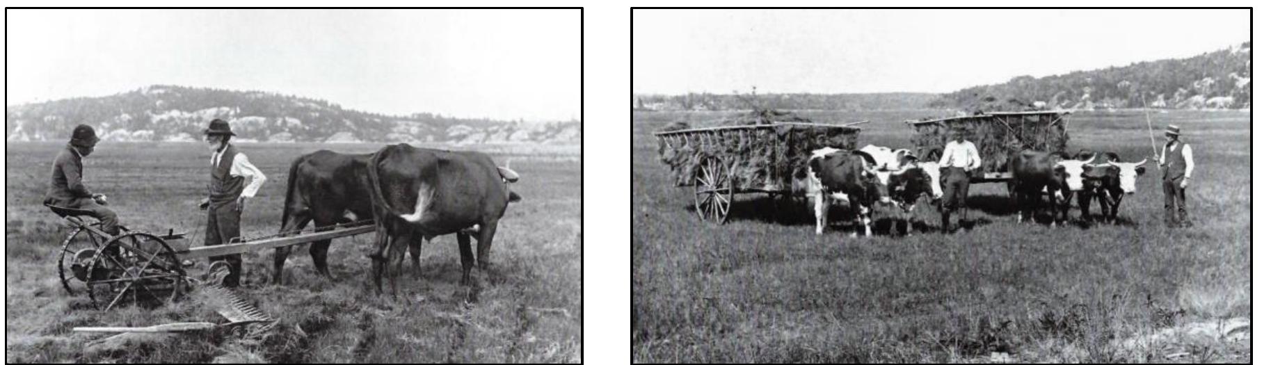 In the constellation of compounded words containing vinn, there is a subset that suggests an agricultural use of the term: work, labour, till, cultivate, subsistence, servants on a farm, a ‘clearing’ or ‘open space’, and the scarcity of hay. These terms are spelled with two n(s).   “Vinland ” was not scribed onto the SPR — despite unknowing persons accepting the innocent readings of some researchers and the more suspect machinations of others. The compounded word vinnant was scribed onto the Map Stone (SP1).  The place name of Vinland, a descriptive term per the Icelandic sagas, was used by Leif Ericson to designate a region of North America south of Helluland (“‘hella,” descriptive o1 rocks) and Markland (“mark,” descriptive of flat and wooded). Exactly what the descriptor vin stood for has been the subject of much debate. Some reckon, if the 7 is a short vocalizat 