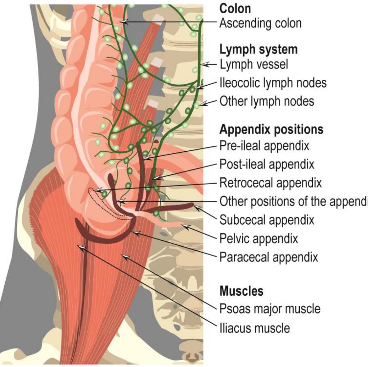 Schematic cross-section of the appendix showing its layered