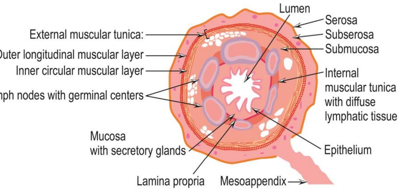 Schematic cross-section of the appendix showing its layered
