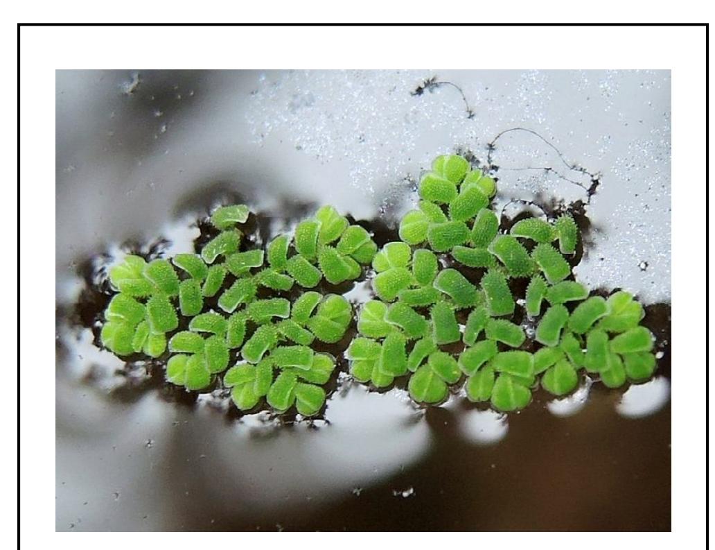 (PDF) Azolla pinnata R. Br. : An aquatic macrophyte as a potential ...