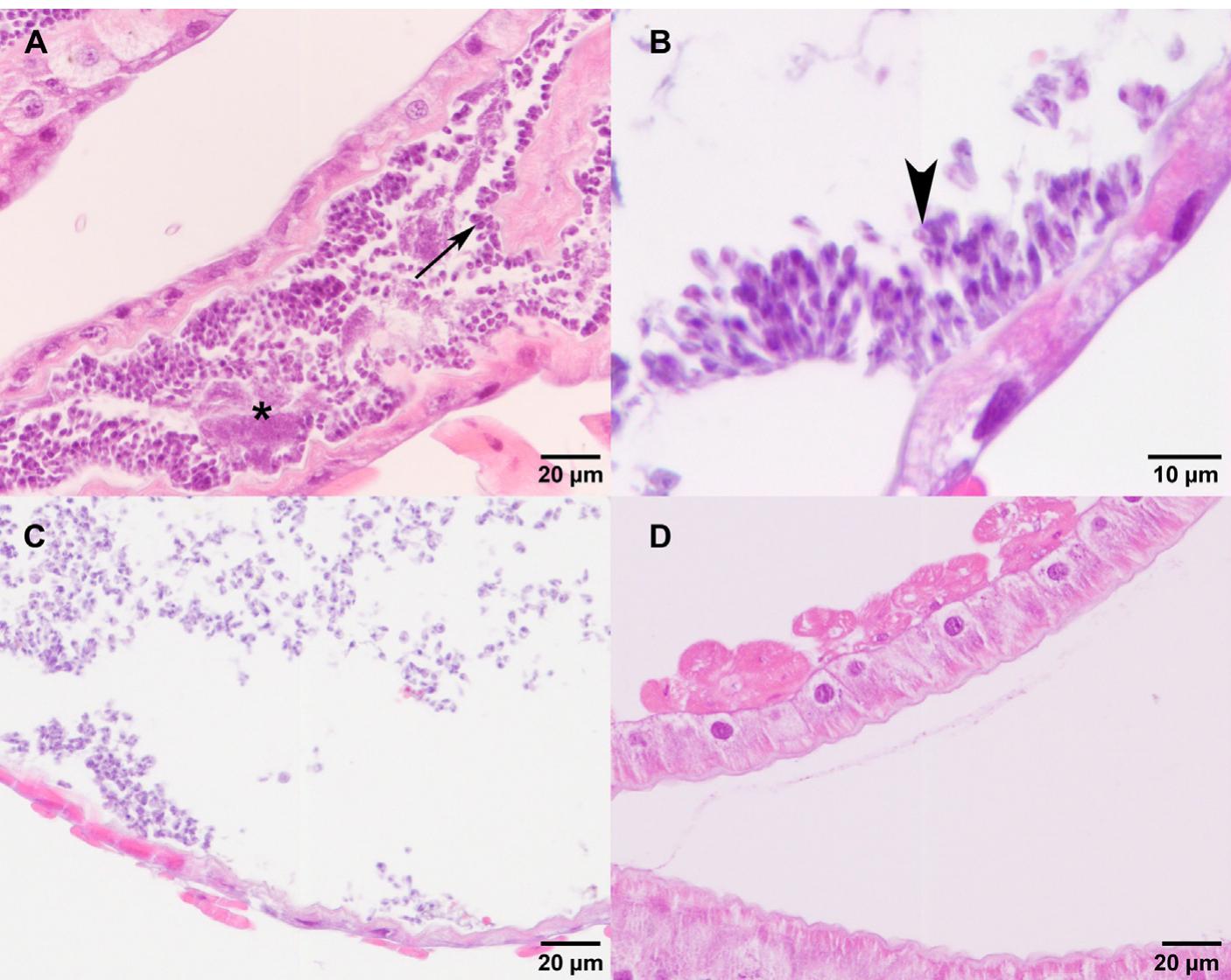 (PDF) Experimental evidence of harmful effects of Crithidia mellificae ...