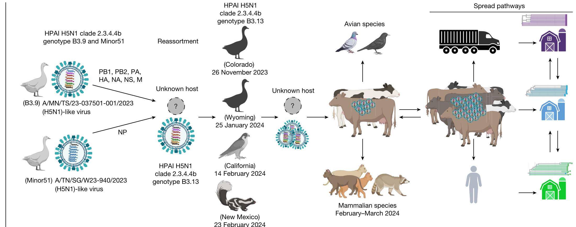 (PDF) Spillover of highly pathogenic avian influenza H5N1 virus to ...