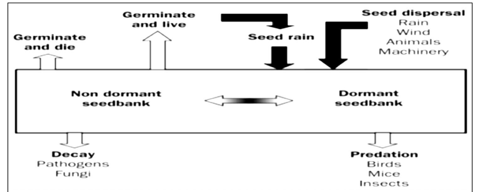 (PDF) Understanding and Managing Weed Seed Banks: A Review