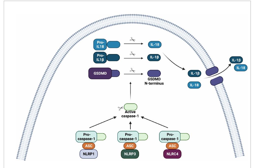 Figure 1 - from The role of NOD-like receptors in innate