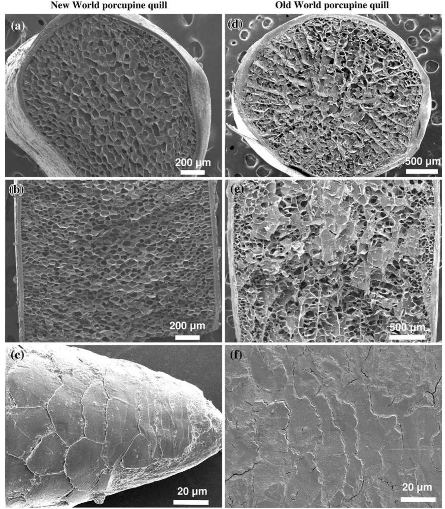 Sem images of (a, d) transverse, (b, e) longitudinal