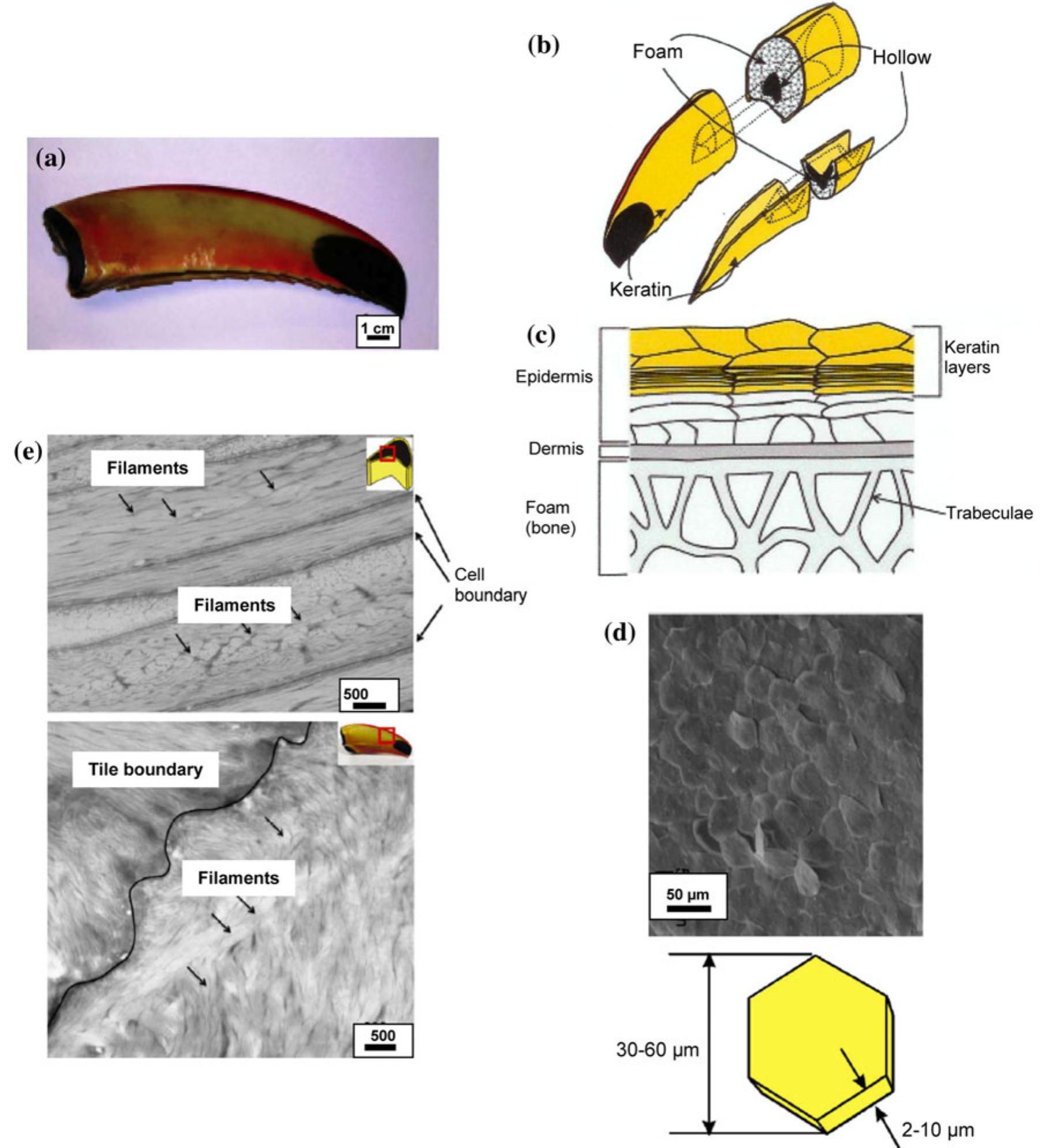 Figure 11 - from The Structure, Functions, and Mechanical