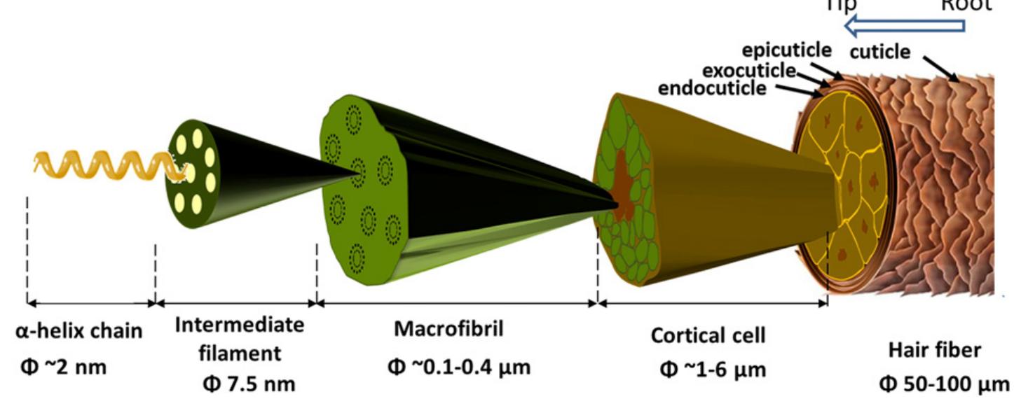 Schematic representation of hierarchical structure in human
