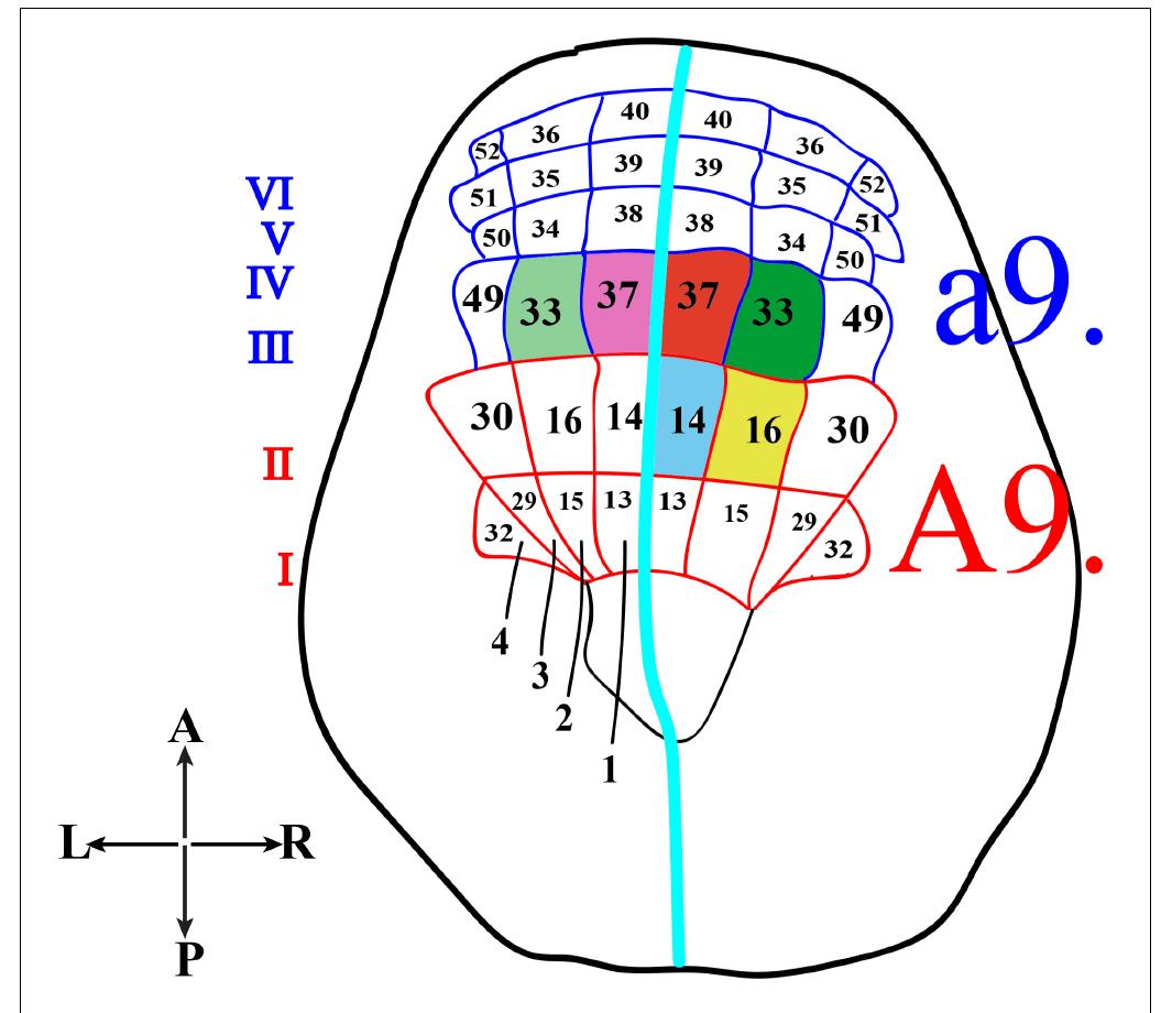 (PDF) Brain Sensory Organs of the Ascidian Ciona robusta: Structure ...