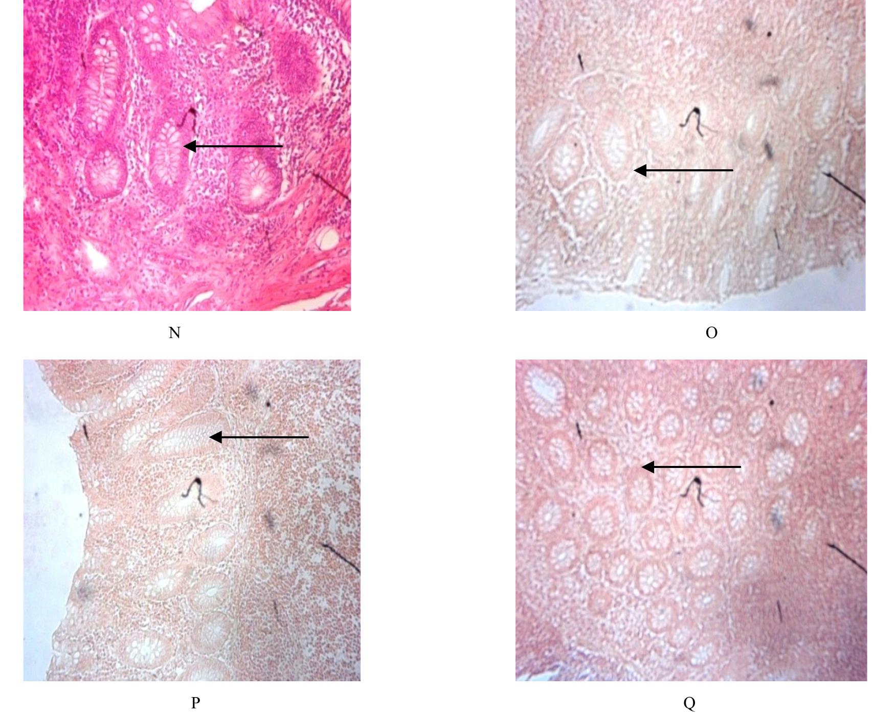 (PDF) Use of Extracts from Nigerian Indigenous Plants as Staining ...