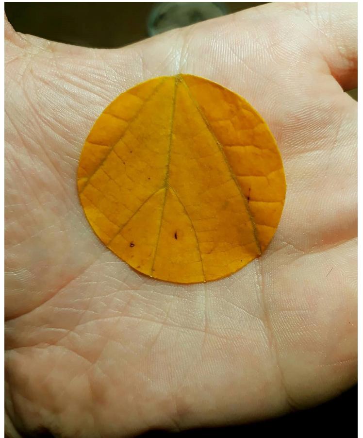 In the relatively new field of ecological aesthetics, such an orientation is one of the starting points for study and research. 