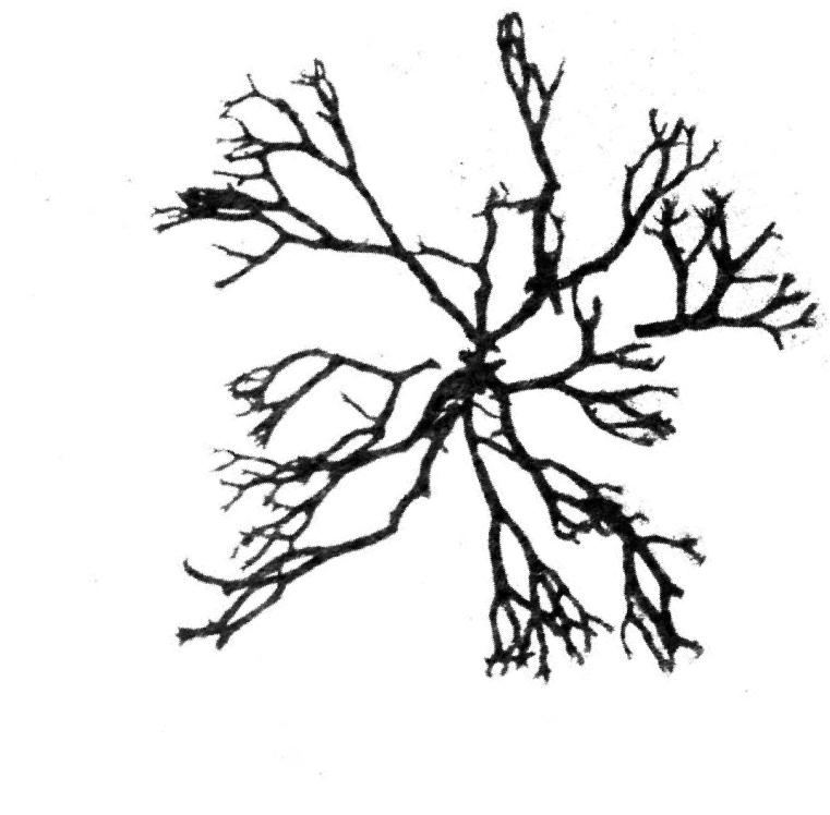 A garden can be a delight to the senses. Naturally it can also, and even in the first place, be developed to grow food. Through culti- vating one’s own food, both one’s self-esteem and sense of relative economic independence rises. Timothy Hammond started Big City Gardener in the city of Houston, with the aim of showing people how to grow their food and letting them experience that it is possibl to have a backyard garden. He works with at-risk youth, teaching them entreprencurial and gardening skills. As a marketing manager  he helps to bring fresh produce to an area that does not have direct access to it. Asked what he would hold as essential to success, he immediately answers with the word “relatability”, adding: “When educate people, my goal is always to show them that gardening is something they can do. It is something that has been done since the  beginning of time by every civilization.”*! 