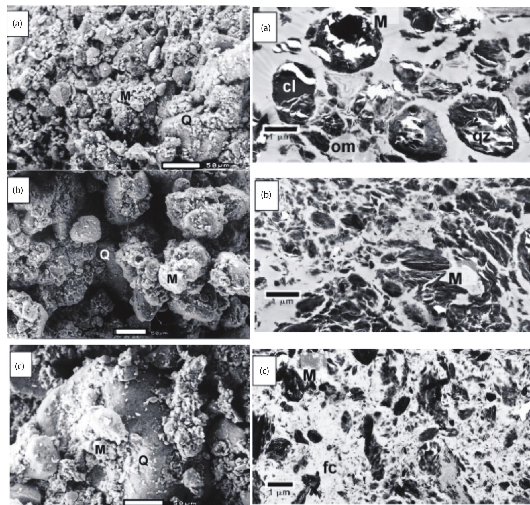 Scanning electron micrographs (sems) of the surfaces of