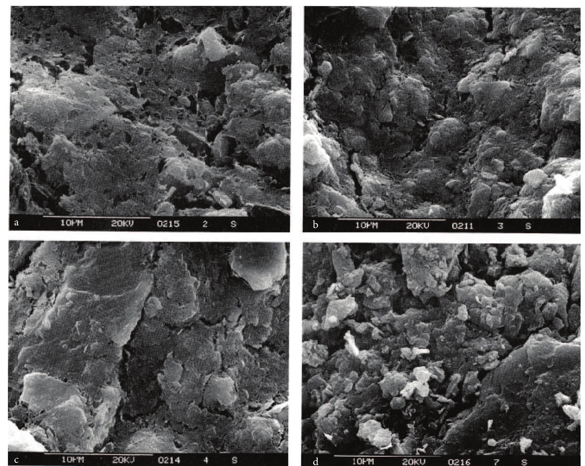 Scanning electron micrographs (sems) of the surfaces of