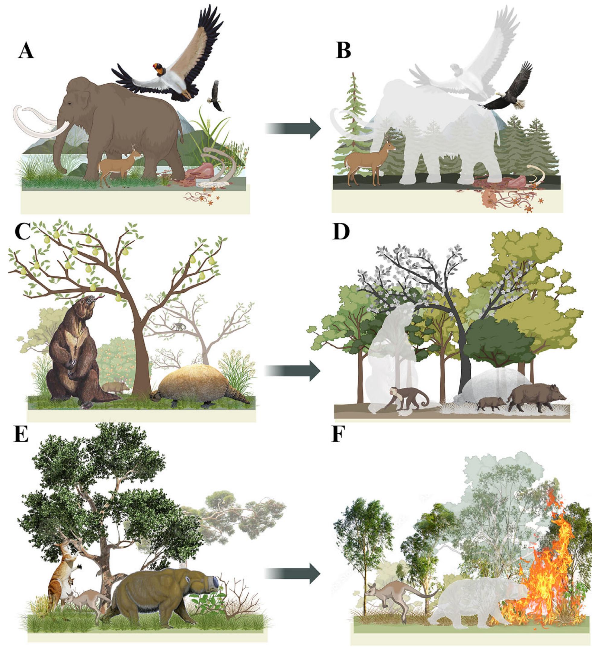 Megaflora Extinct Potential impacts of megafauna extinctions on ecosystems.