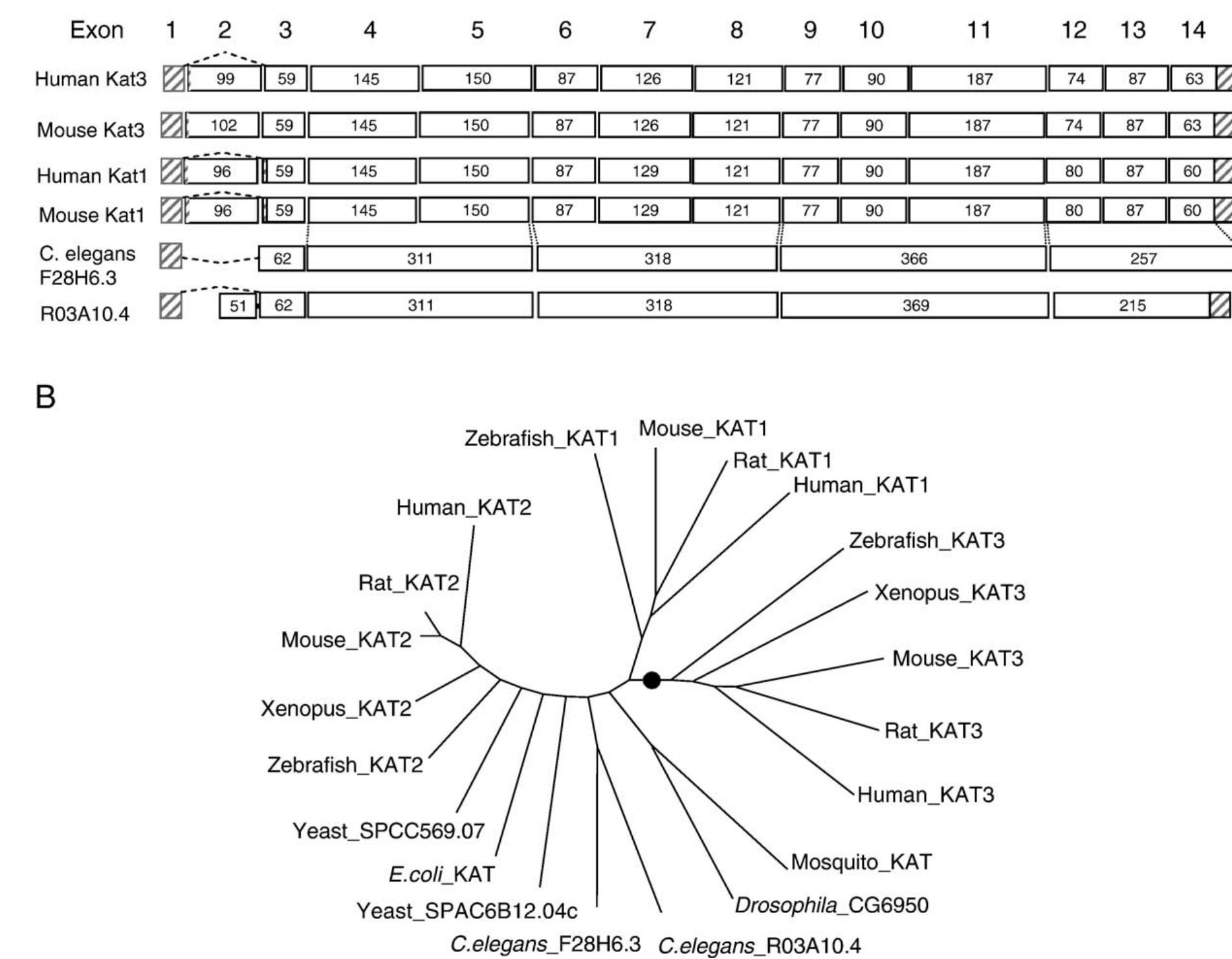 Genomic structure of kat3 and phylogenetic tree of kat